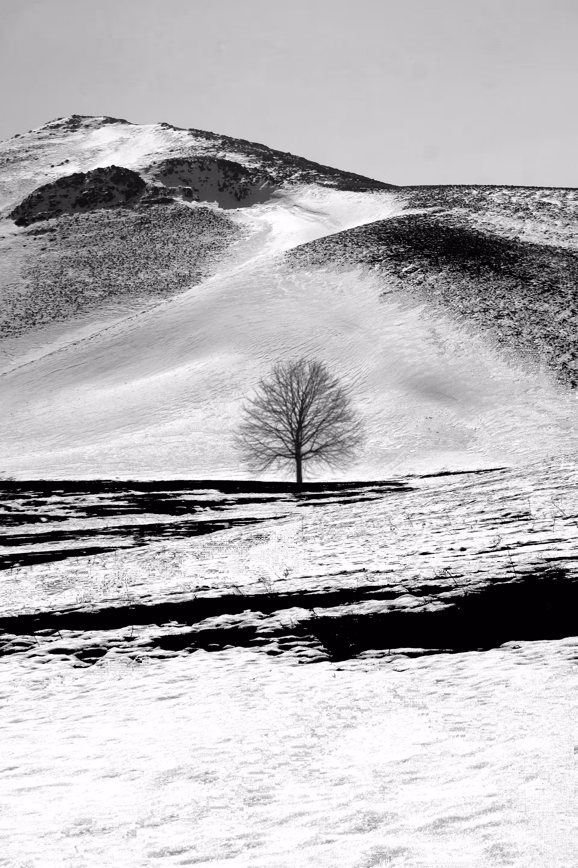A single tree in the domain