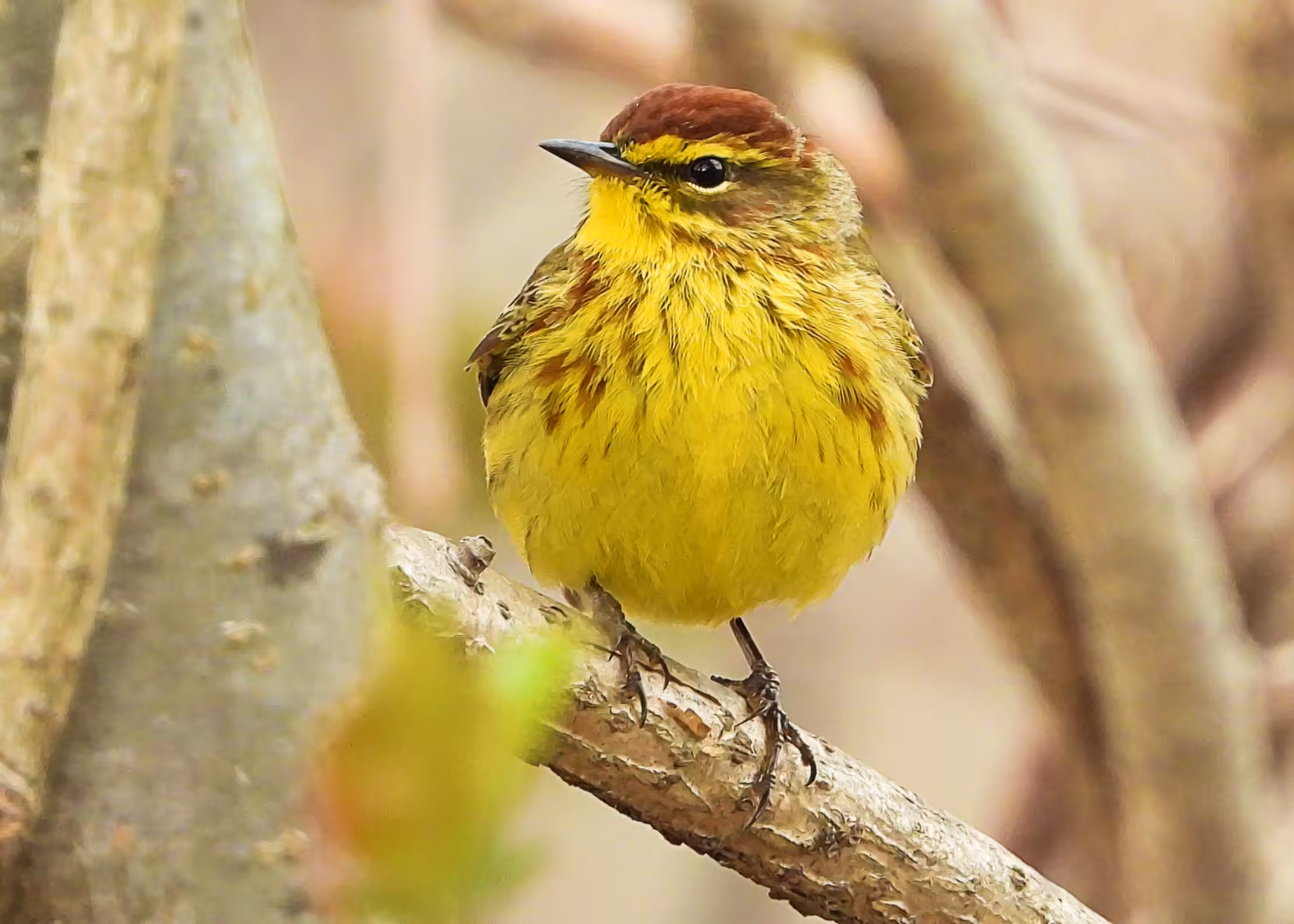 Flocksourced #020 - Palm Warbler