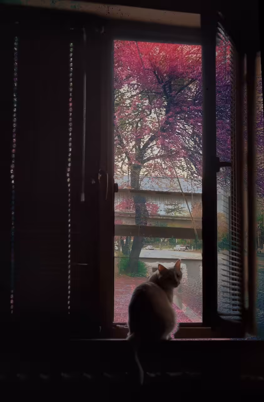 Blurred Dreams: Cat's Windowsill