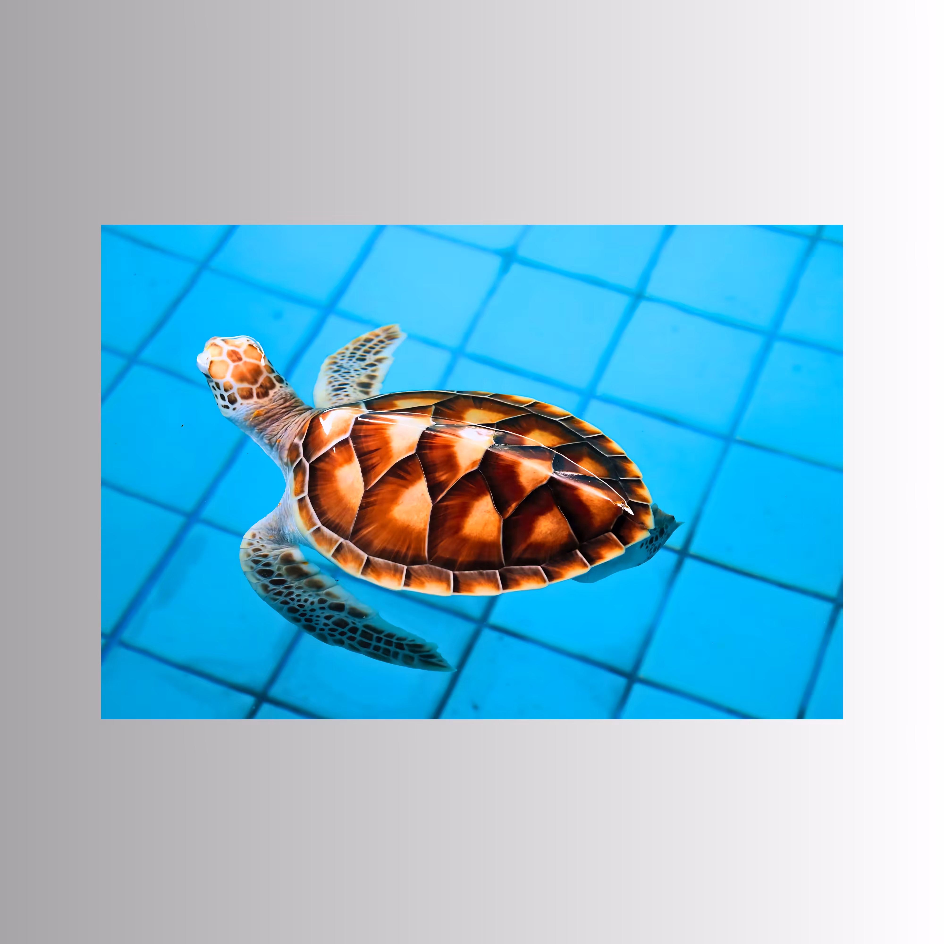 Turtle No.1