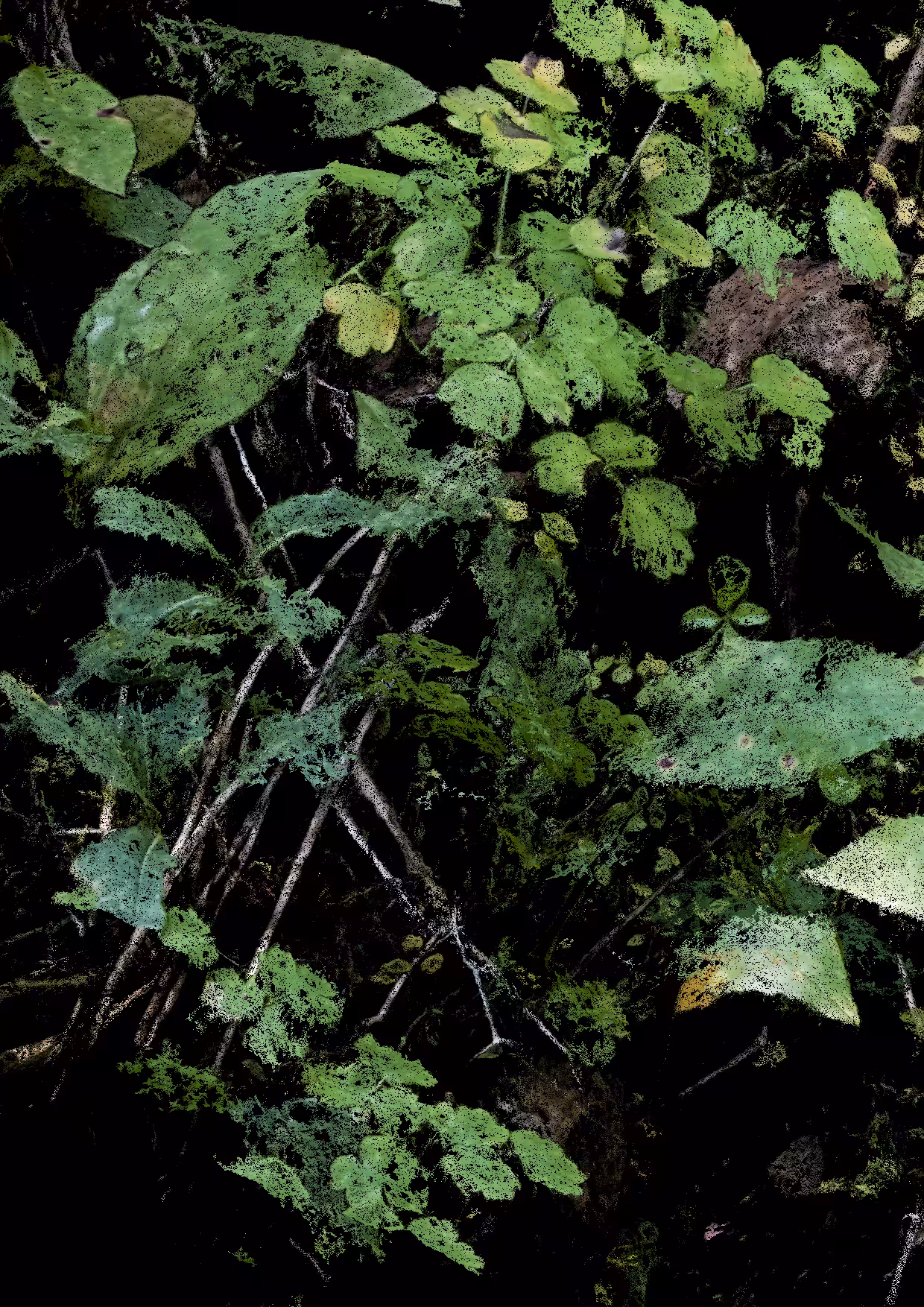 Overgrowth 0356