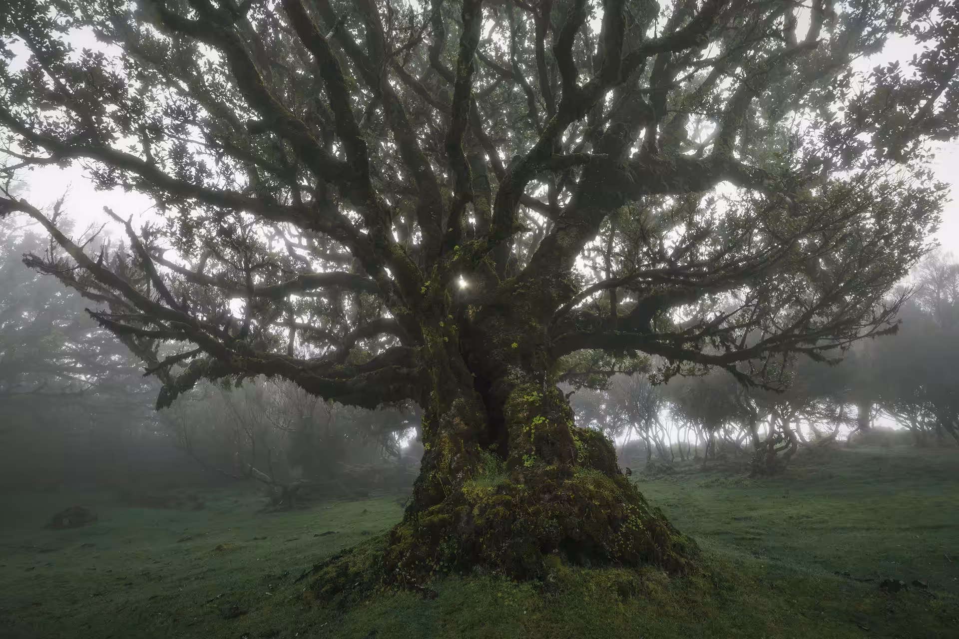 Tree of Darkness
