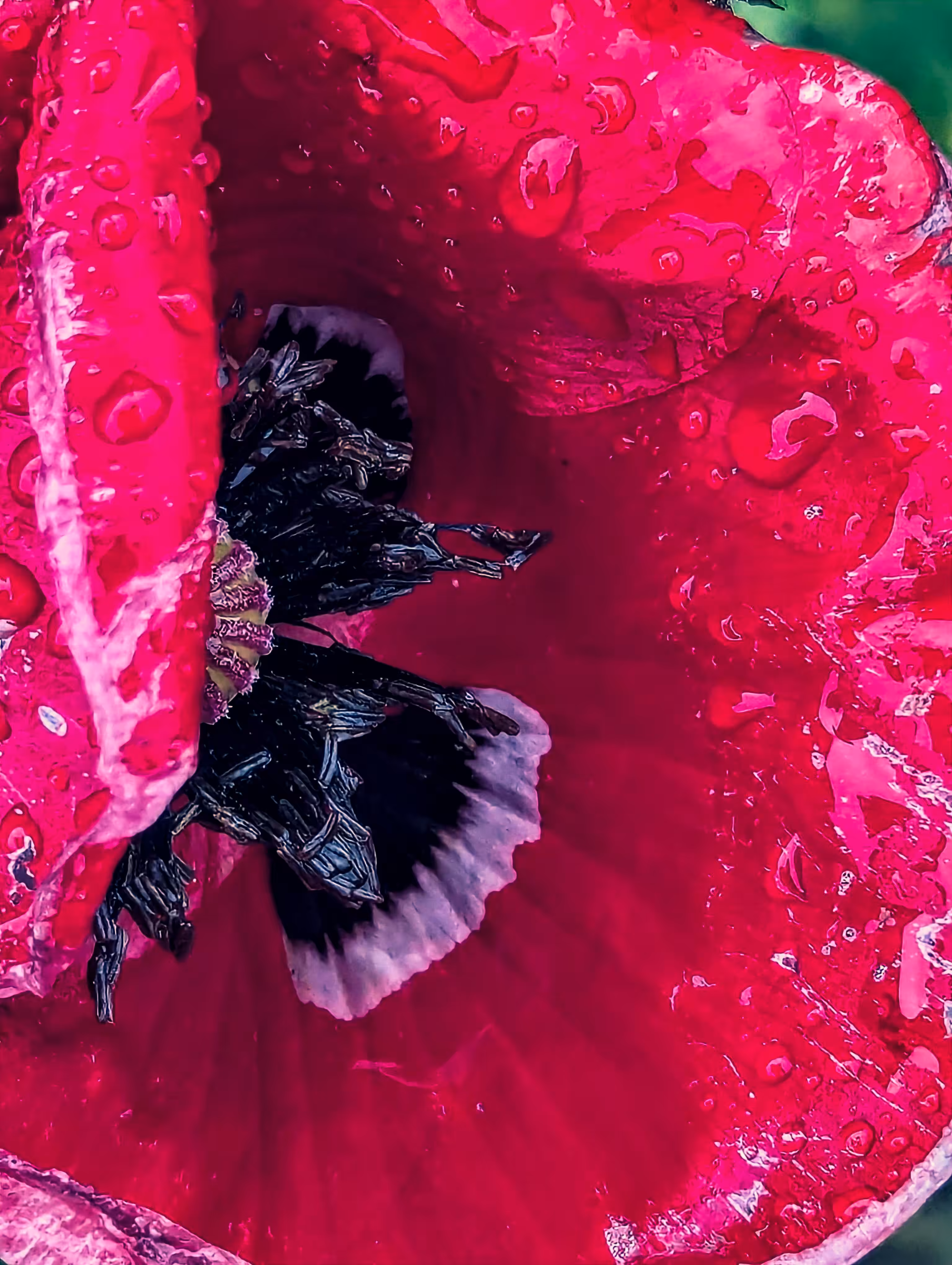 Luke_0x1 Photography : Pouring poppy