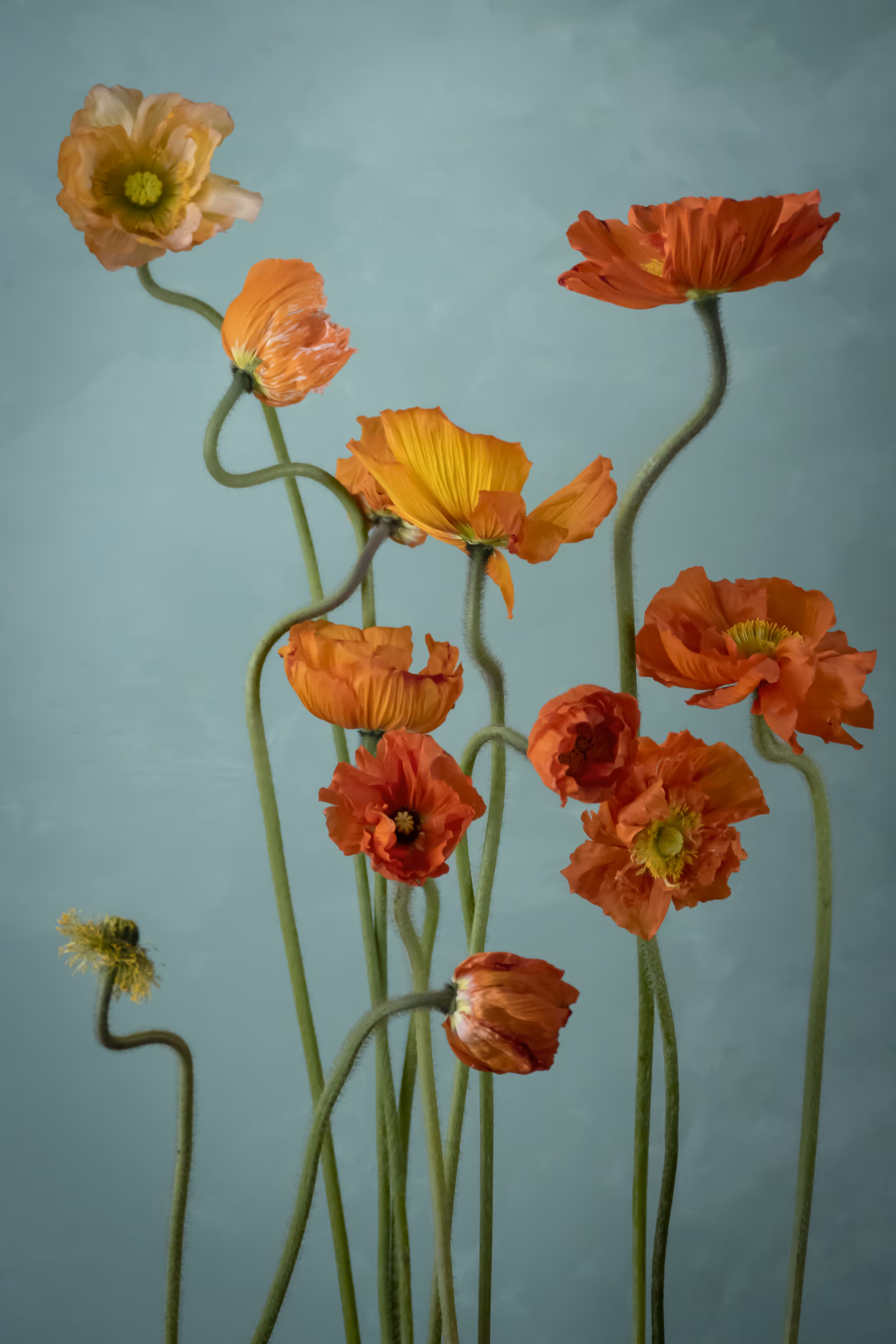 Still Life.21