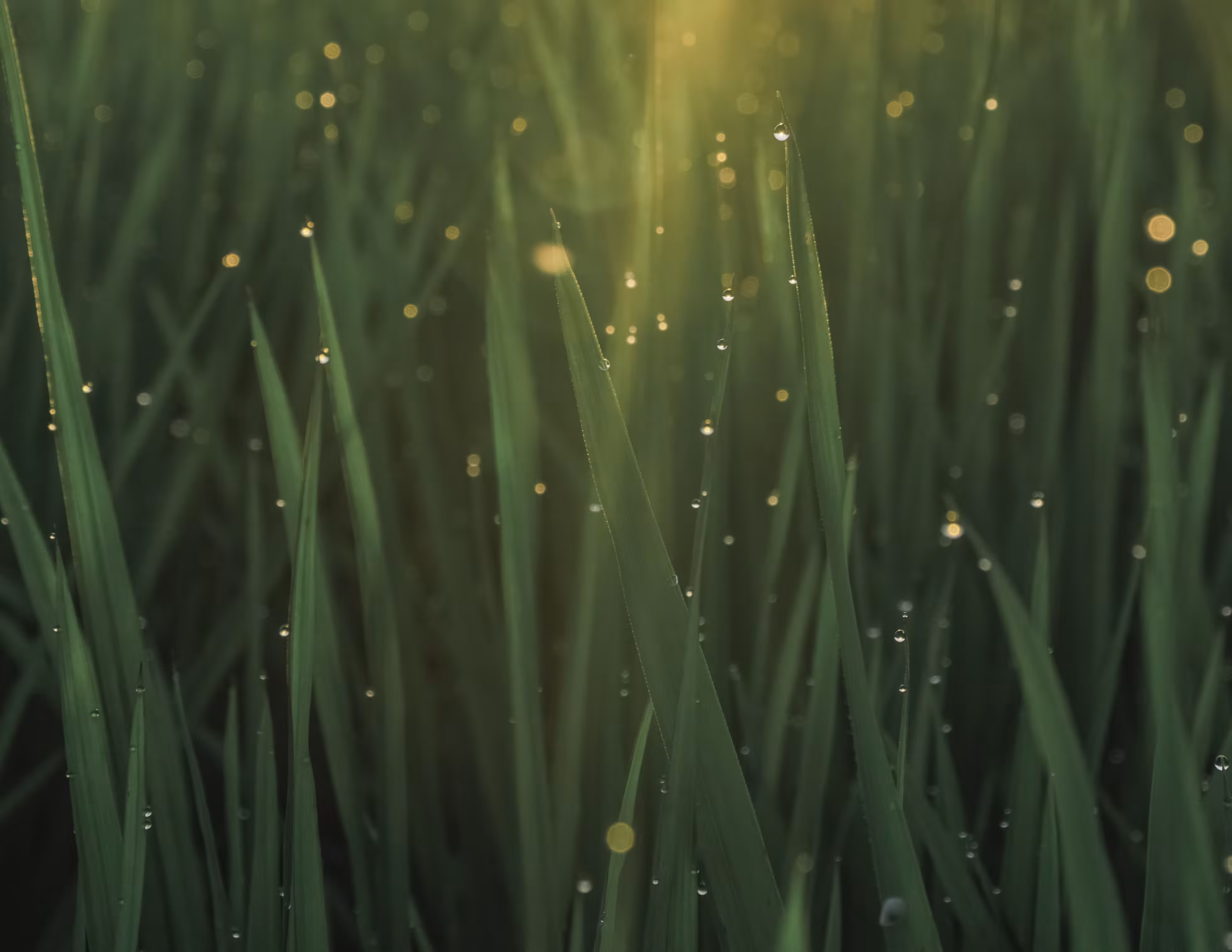 Dew-Kissed Dawn