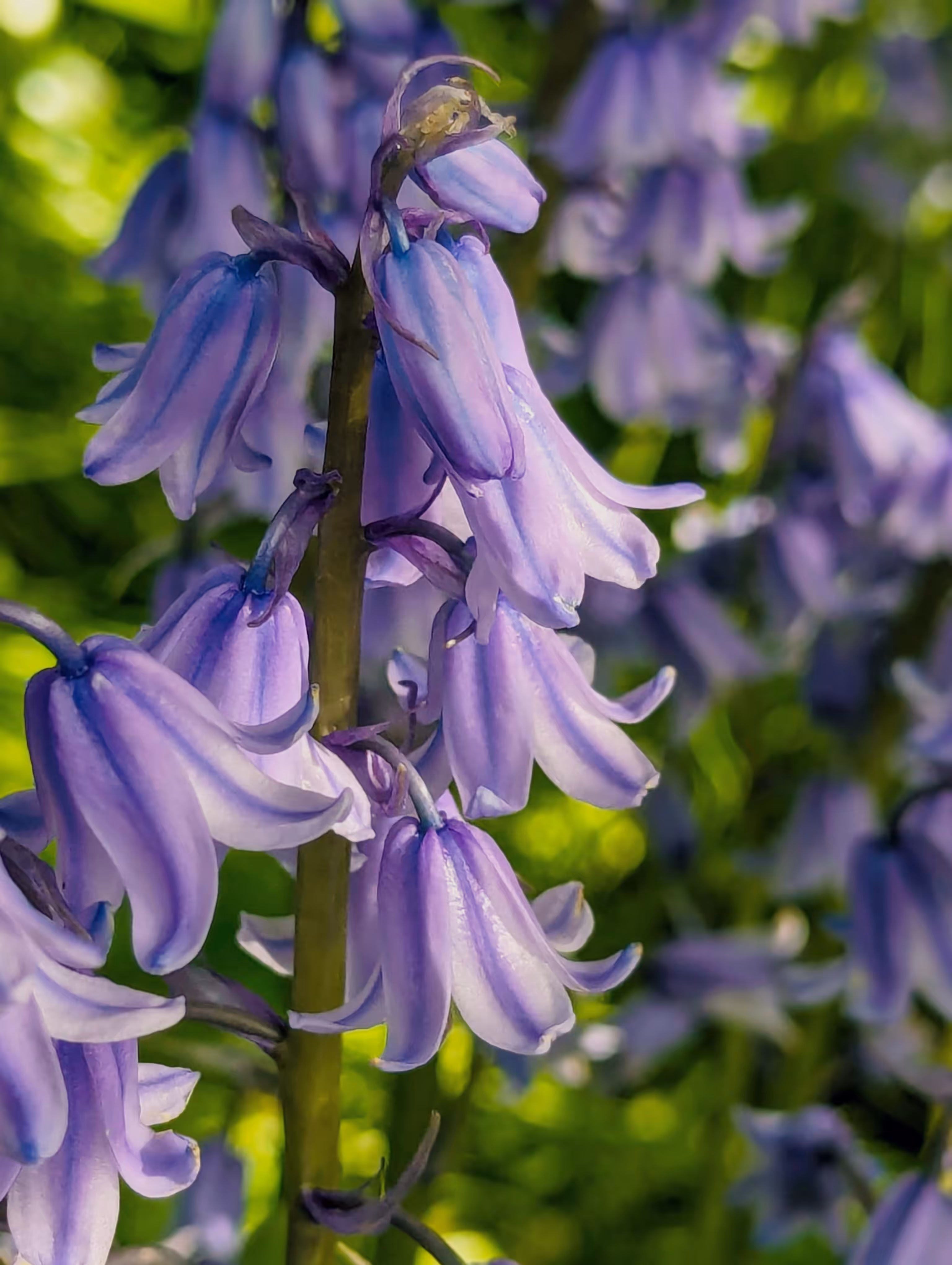 Luke_0x1 Photography : Bells about town