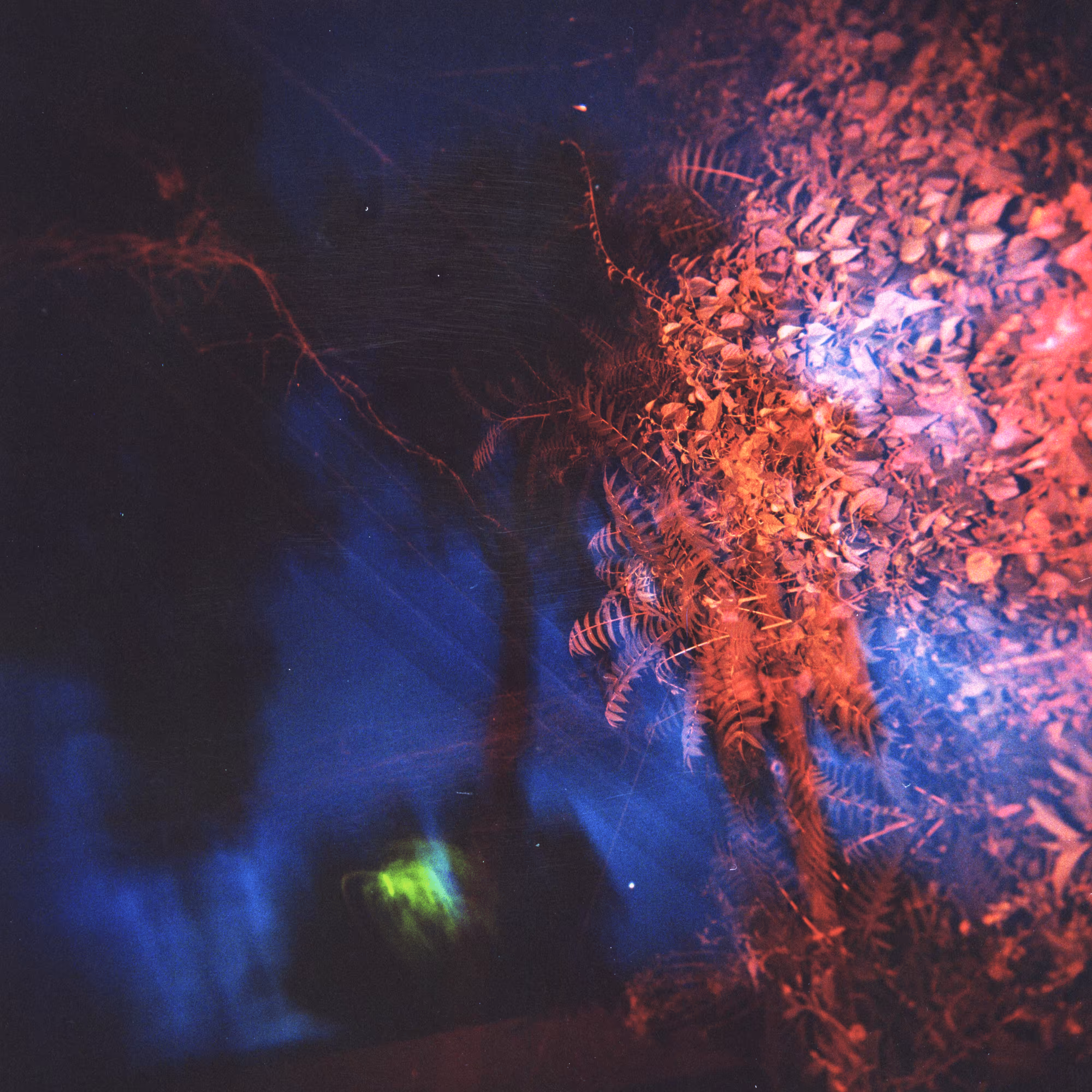 Shot on Holga #30: Thicket