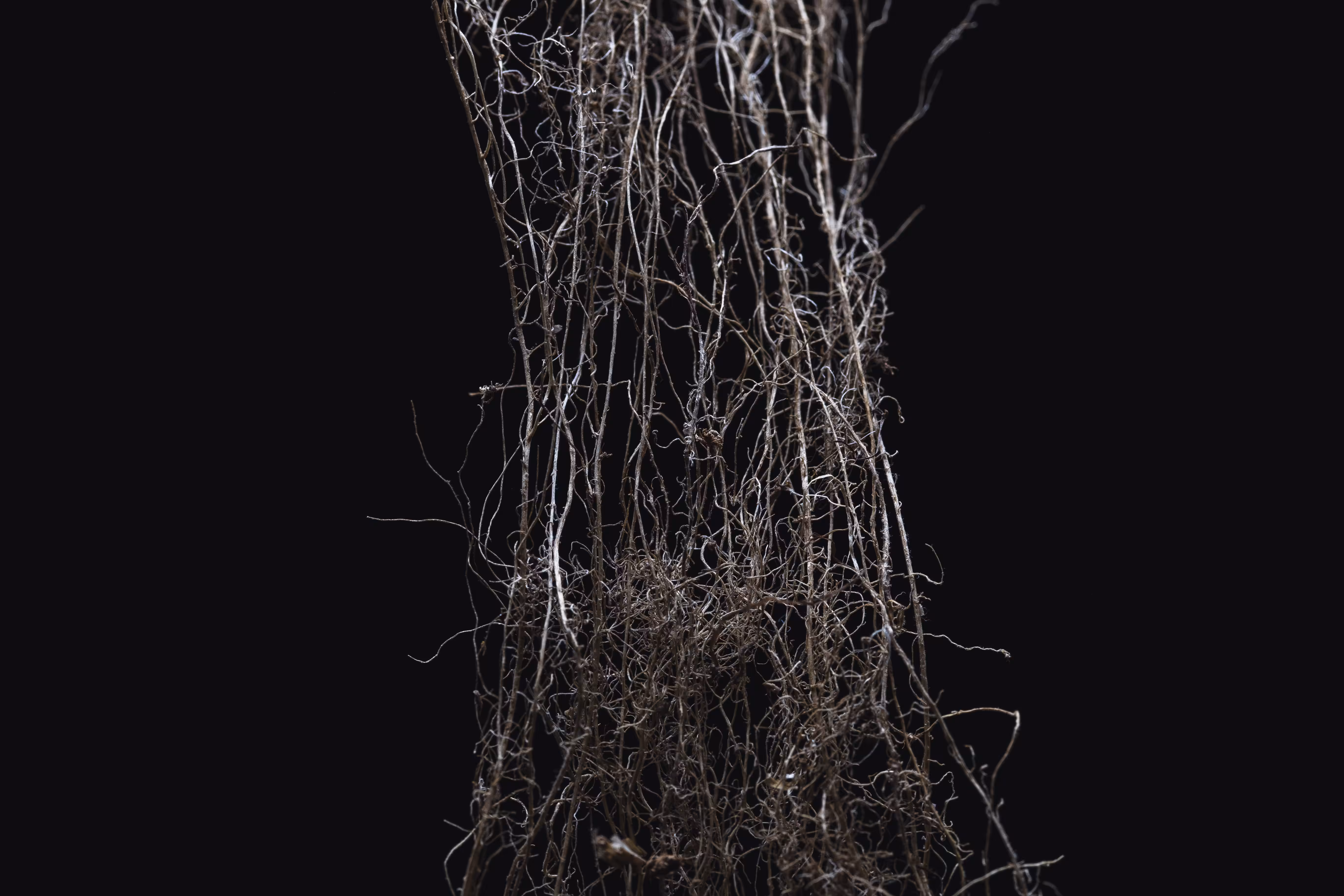 rhizome#1