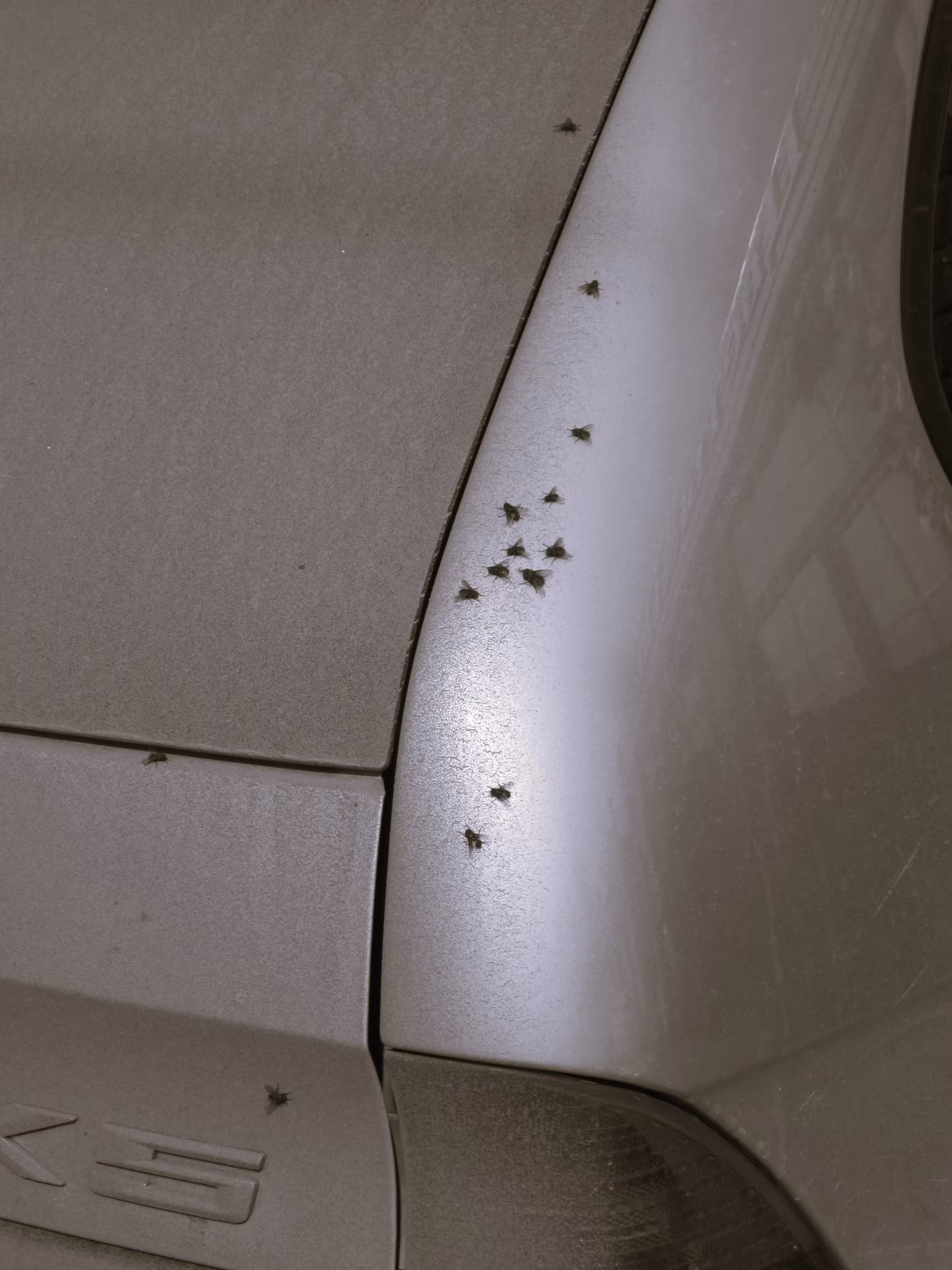 Photos: The Flies