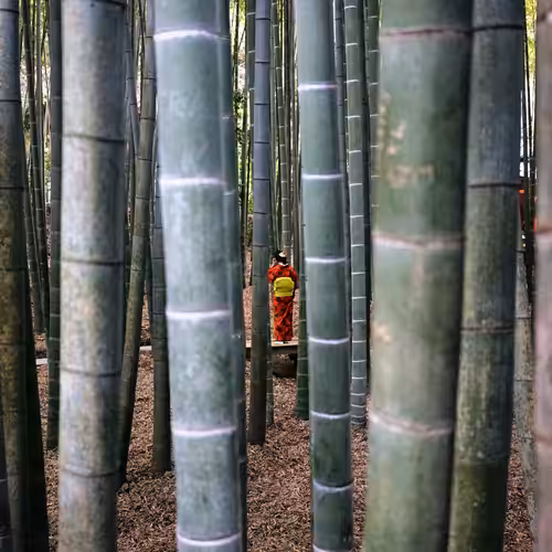 Through The Bamboo