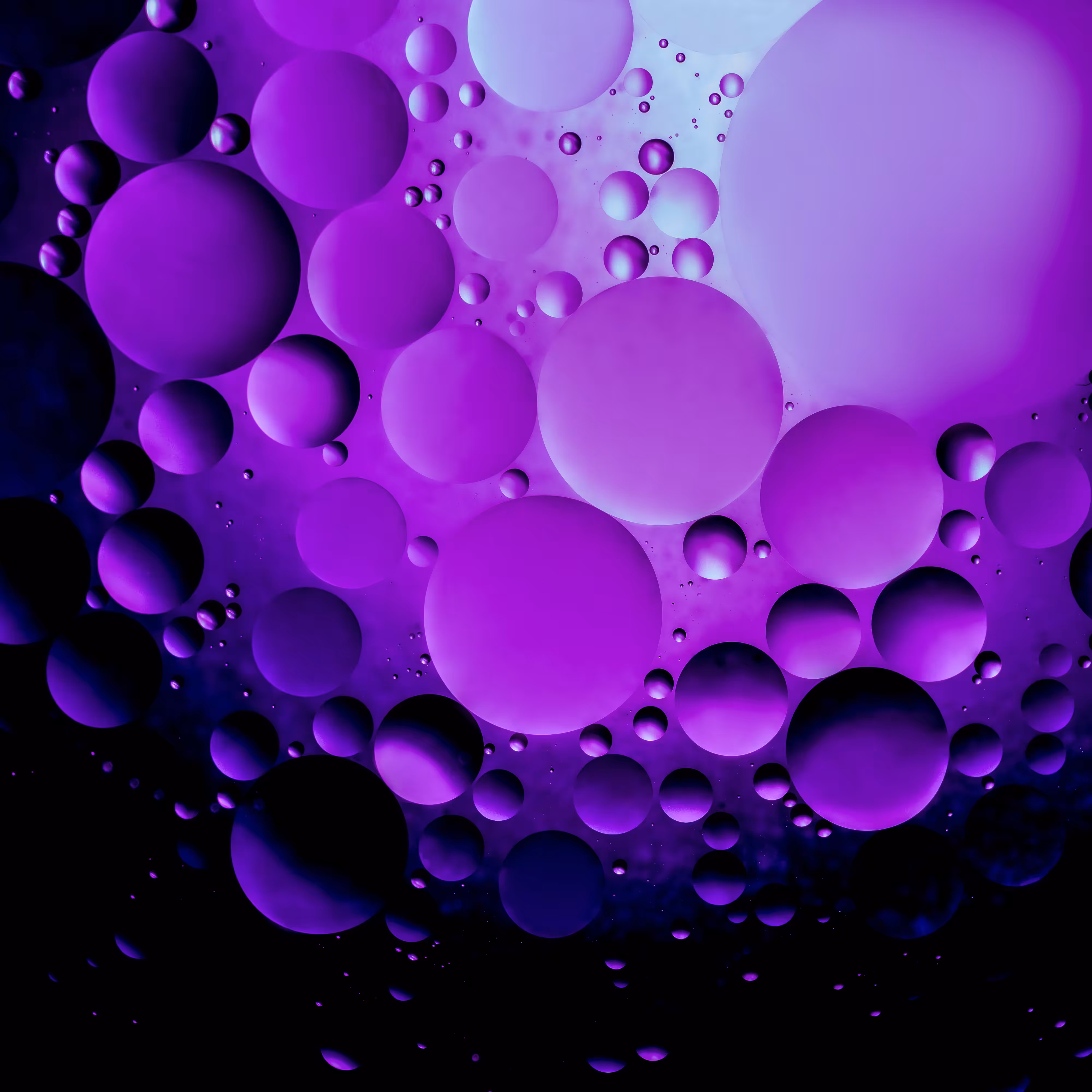 Petri Oil 11