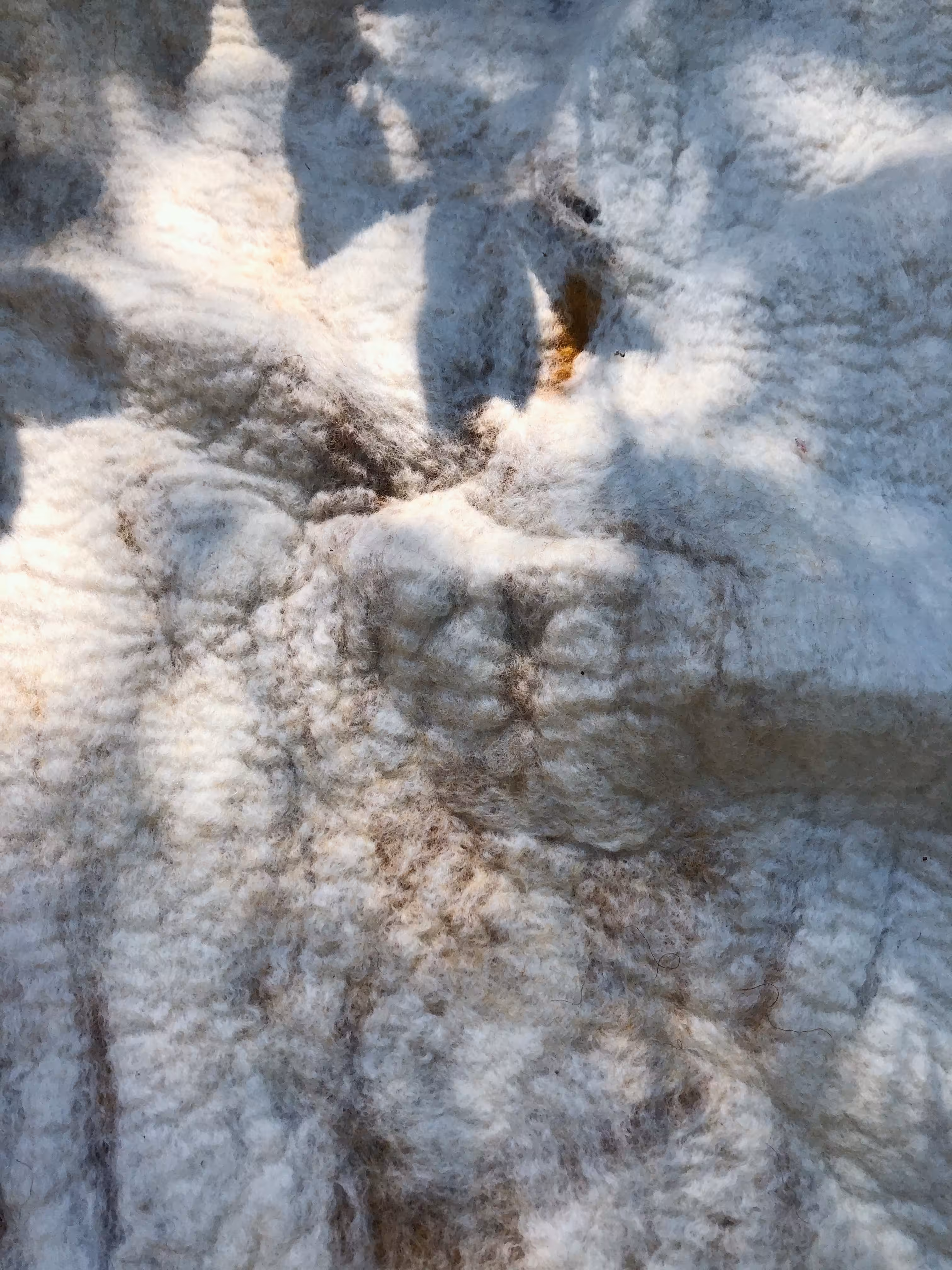 ghost gum