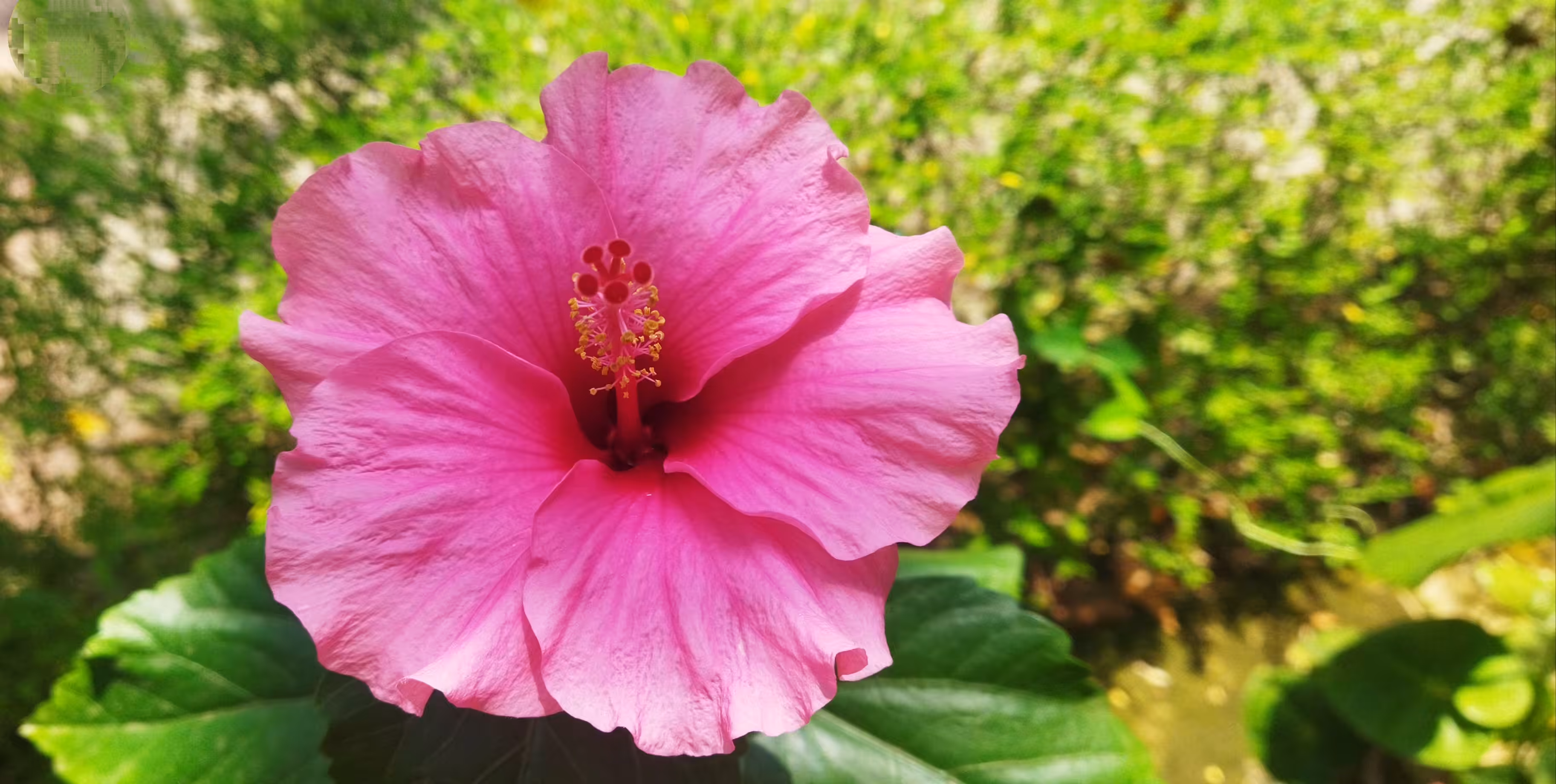 A Giant Hibiscus Flower
