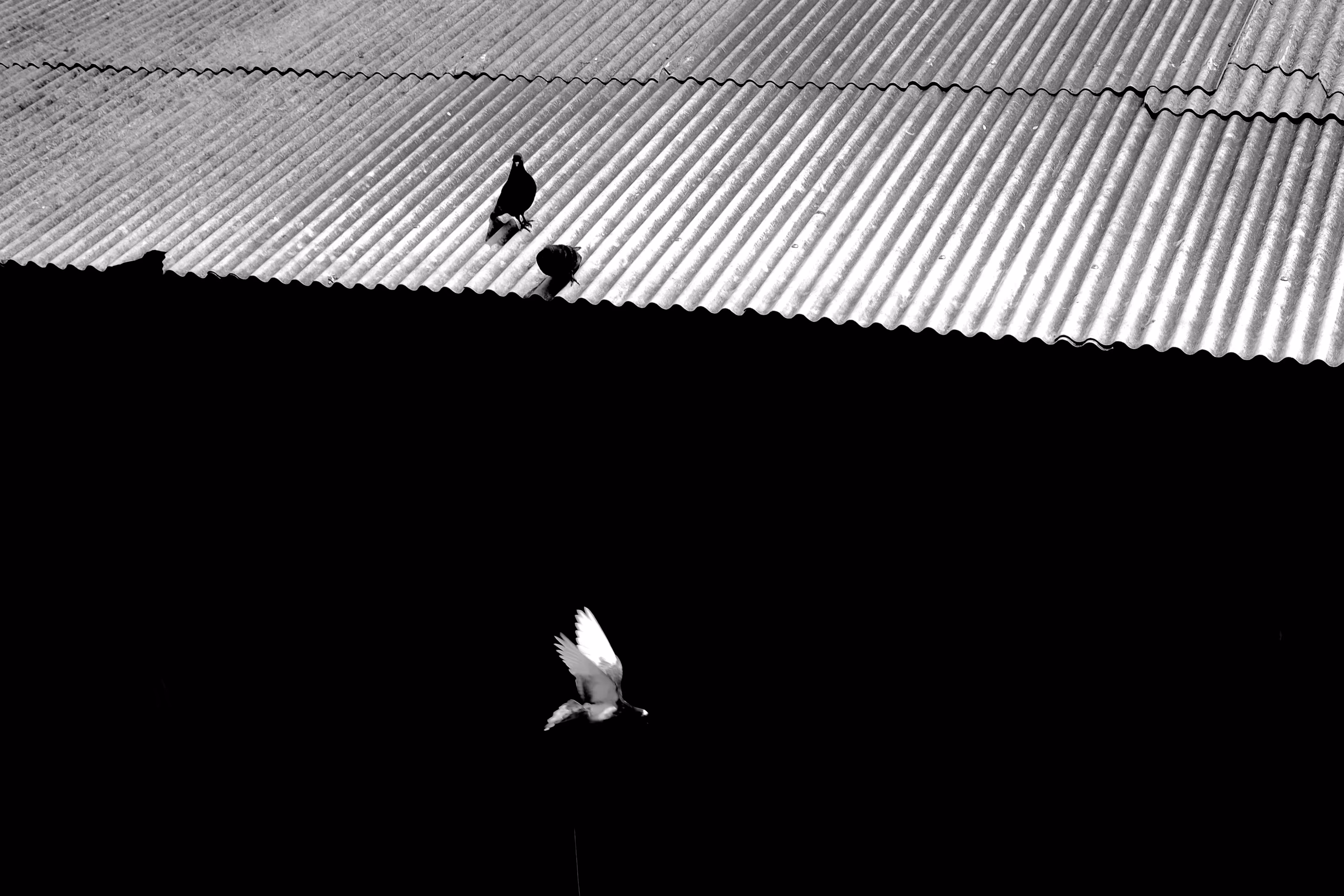 Black and White Doves