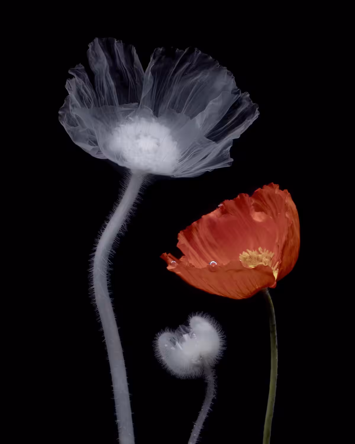 Icelandic Poppy