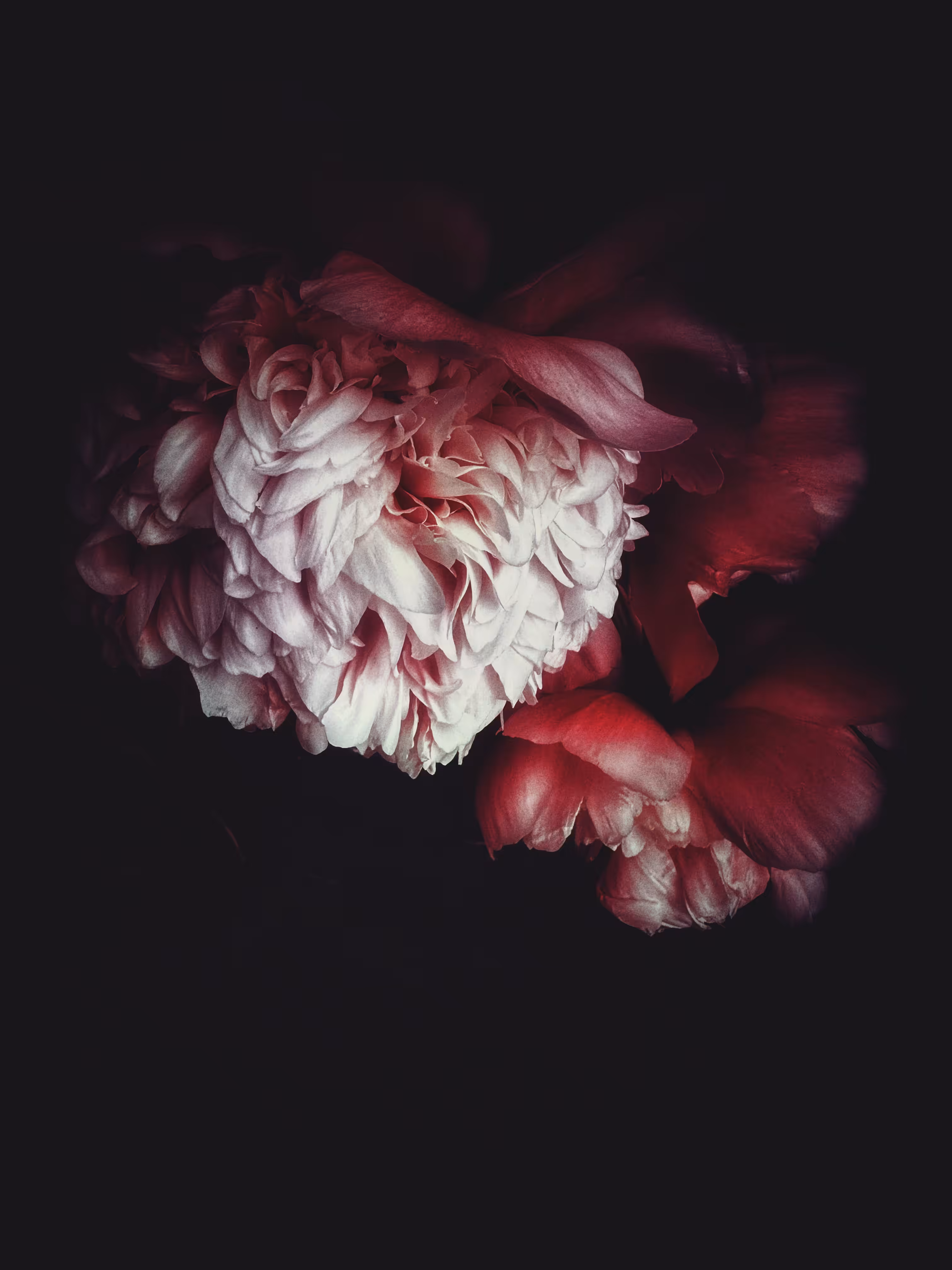 Floral Decadence: Out of Darkness