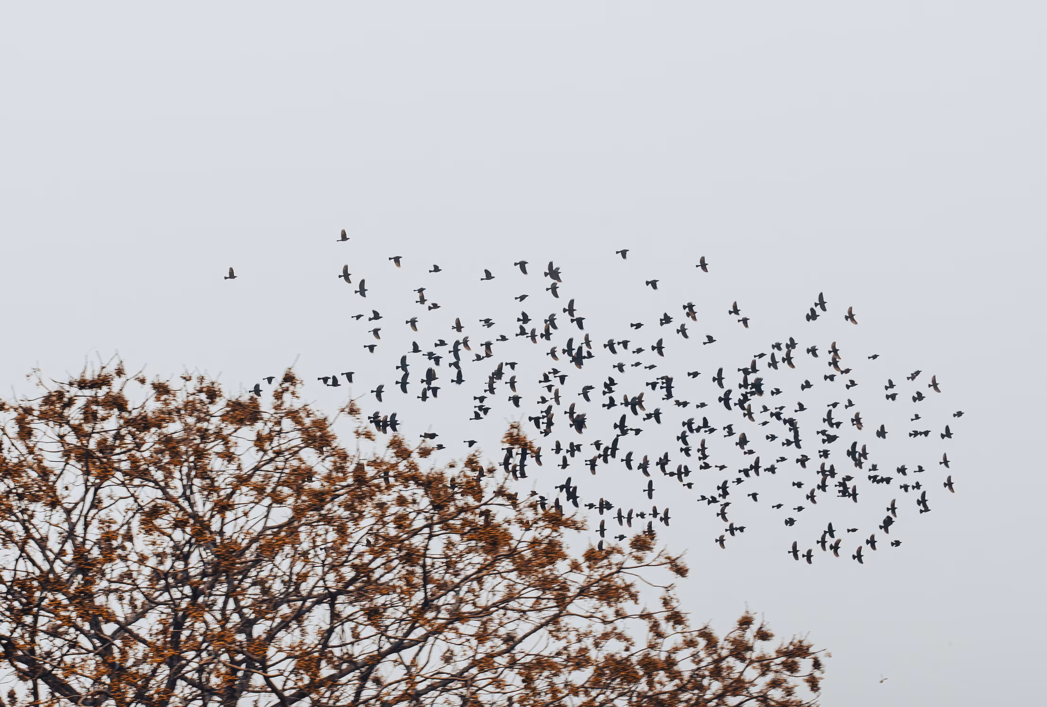 Birds fly high