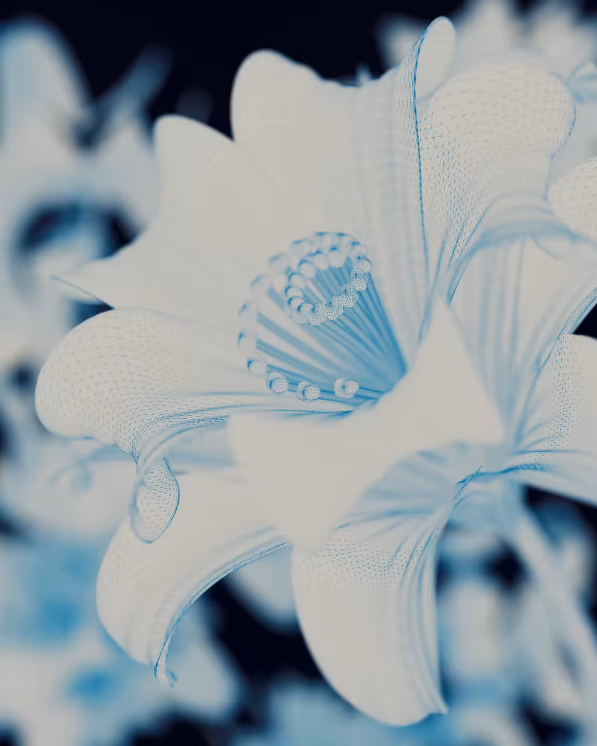 Morning flower