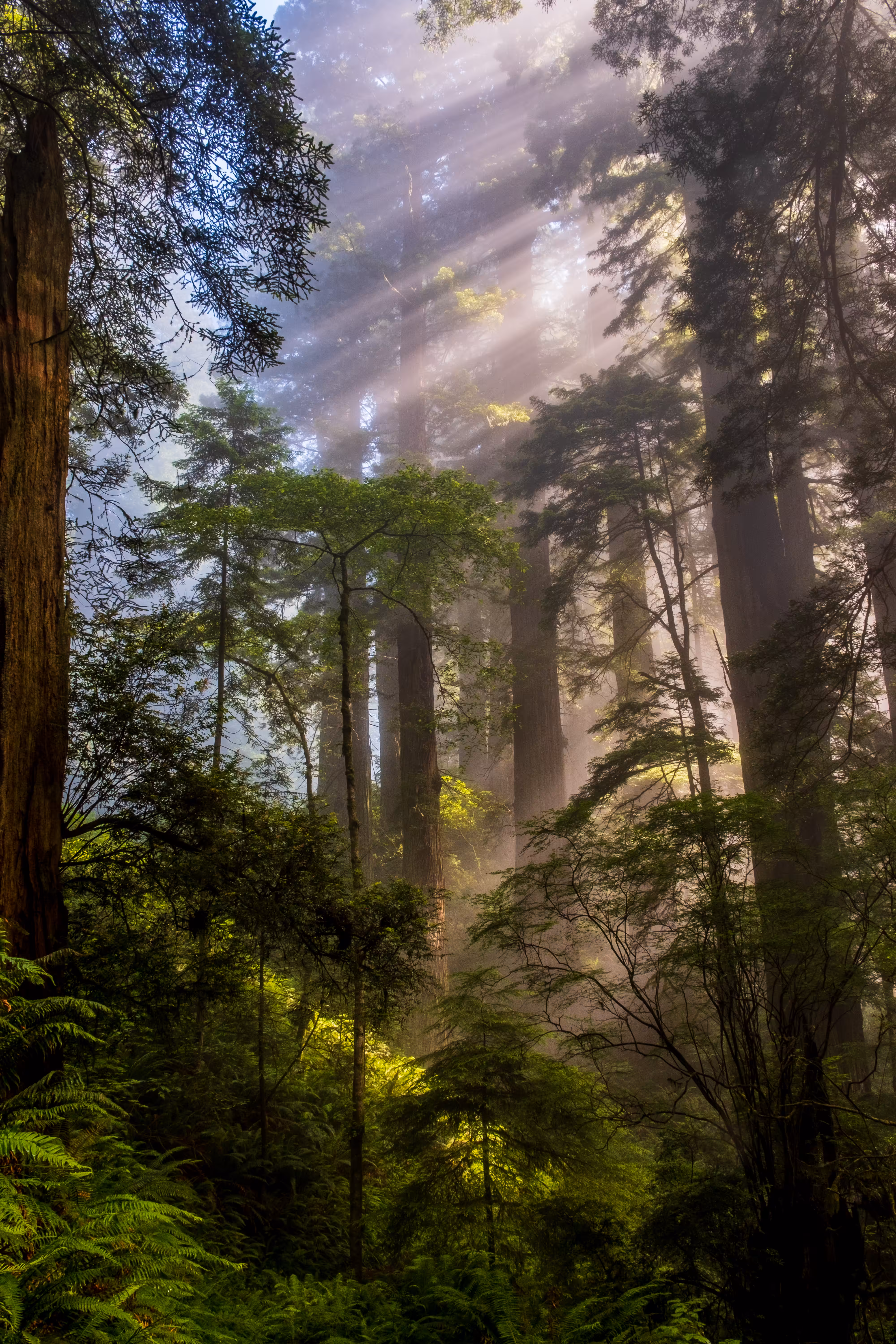 Redwoods in the Mist 9