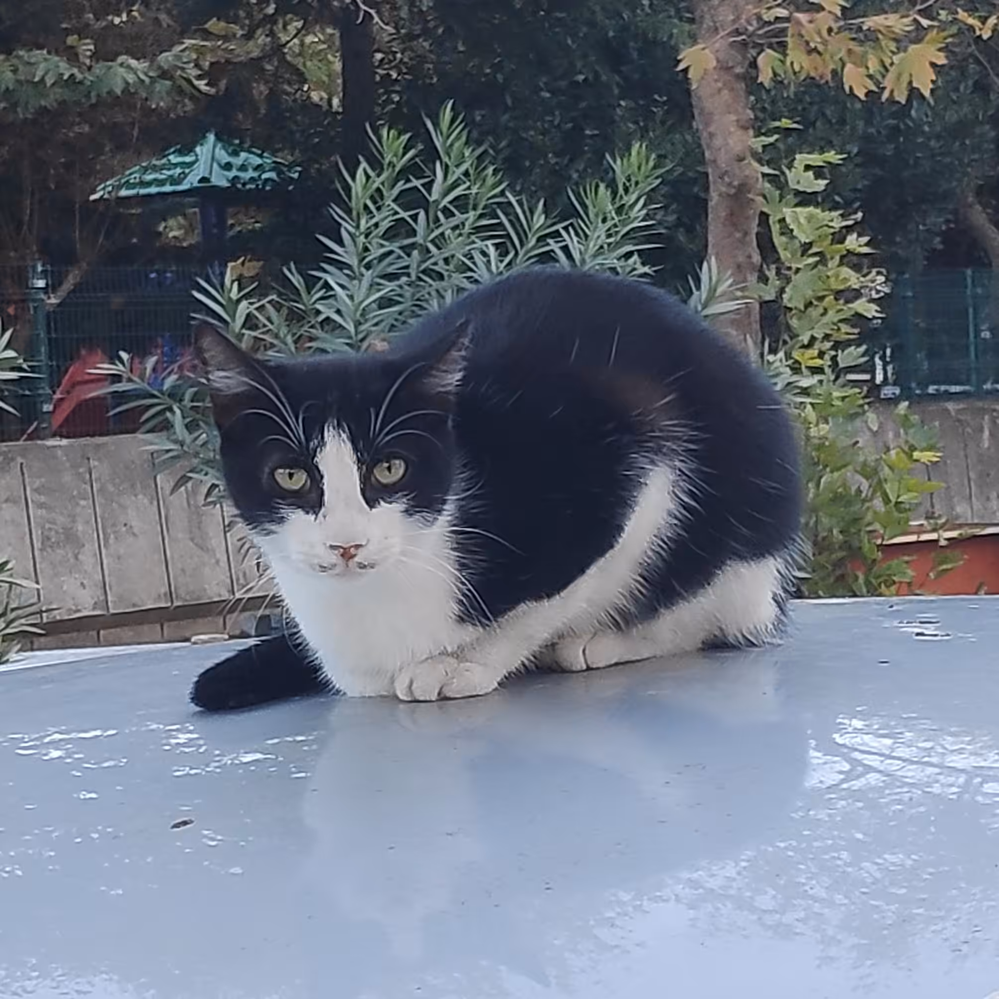 RARE CAT #8