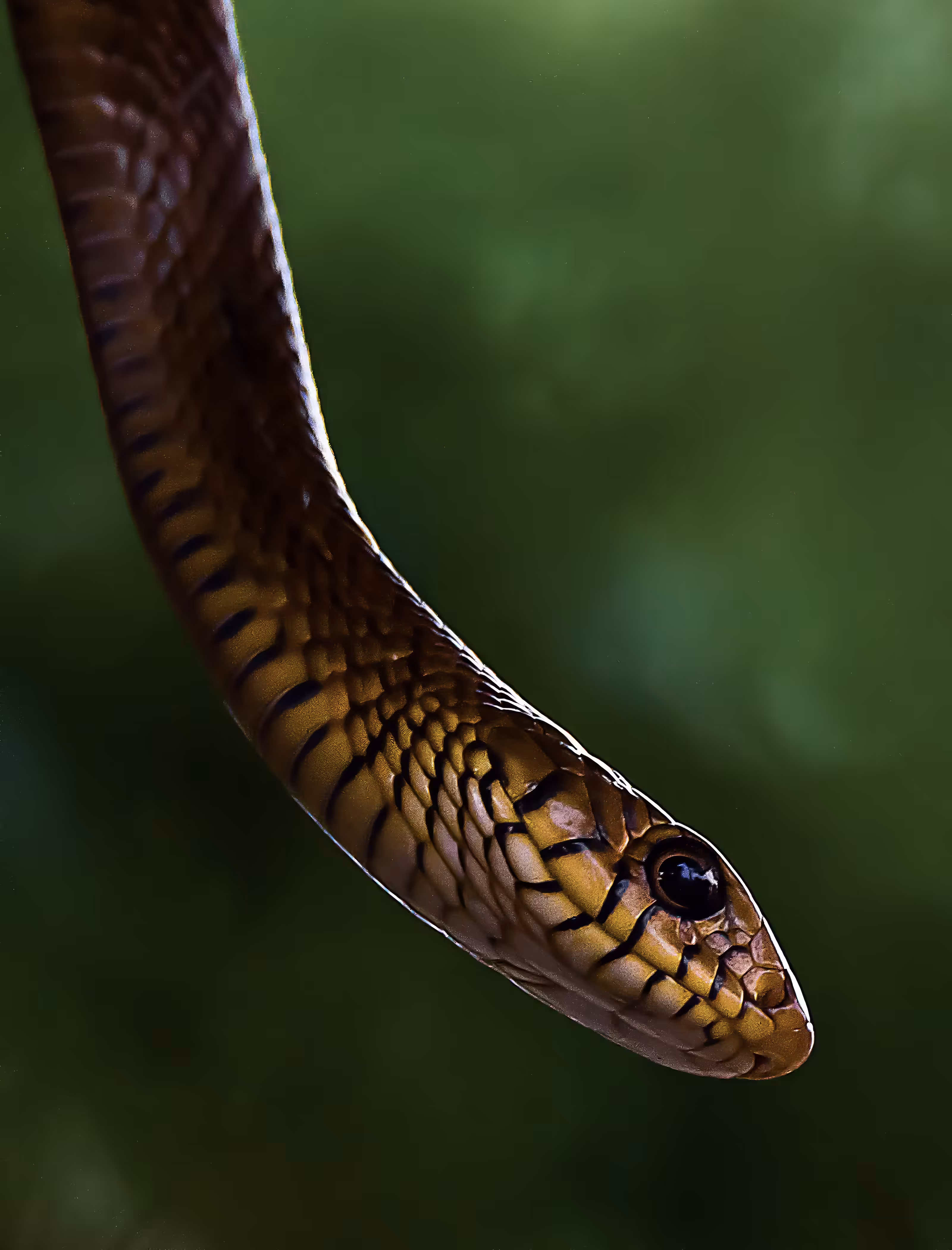 Checkered Keelback 