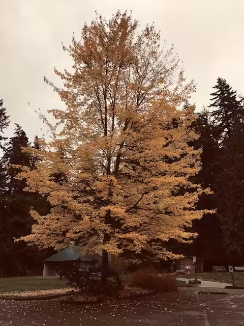 Still Standing