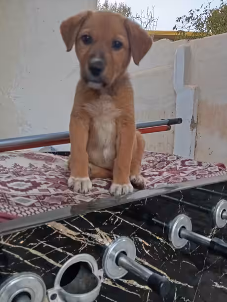puppy