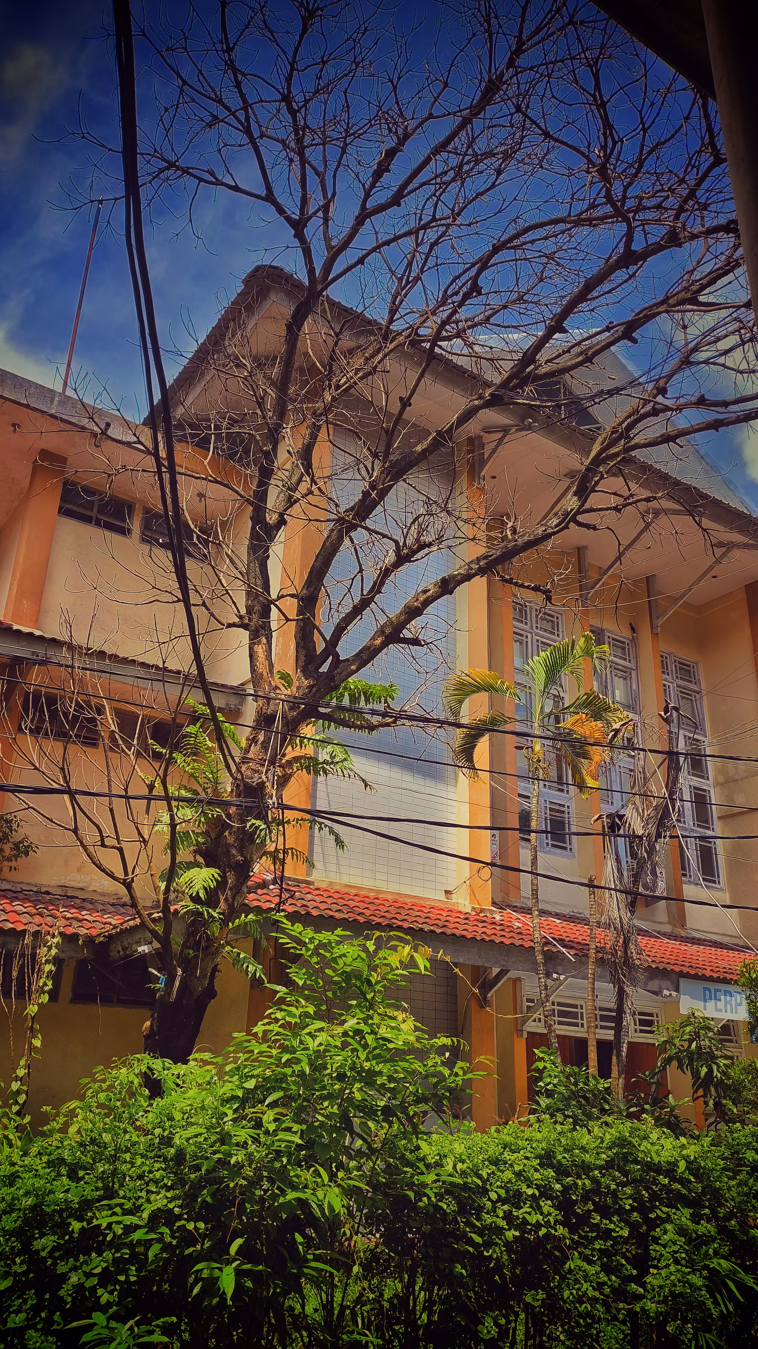 Creative Art: Between Wires and Withering Branches
