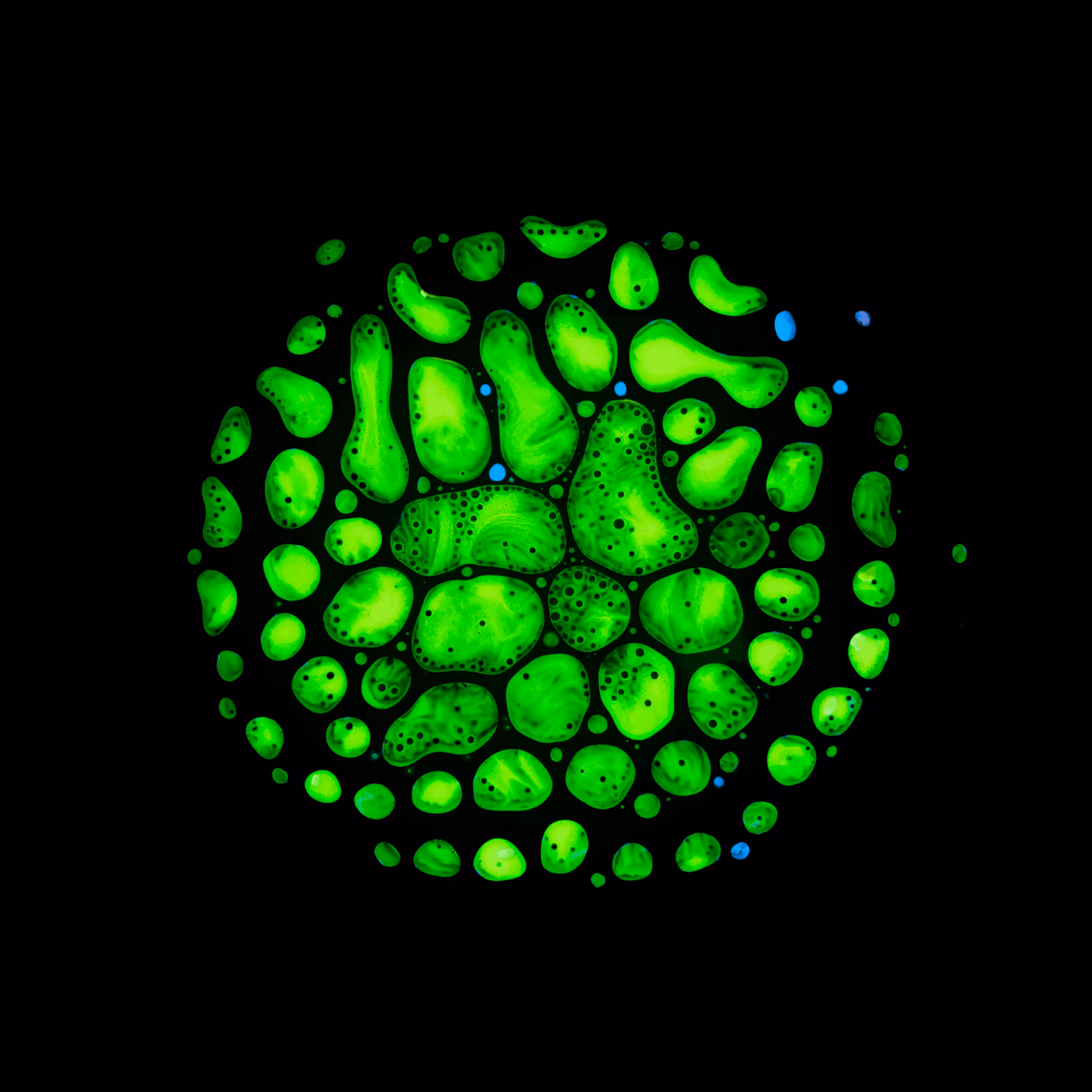Haematopoiesis #169