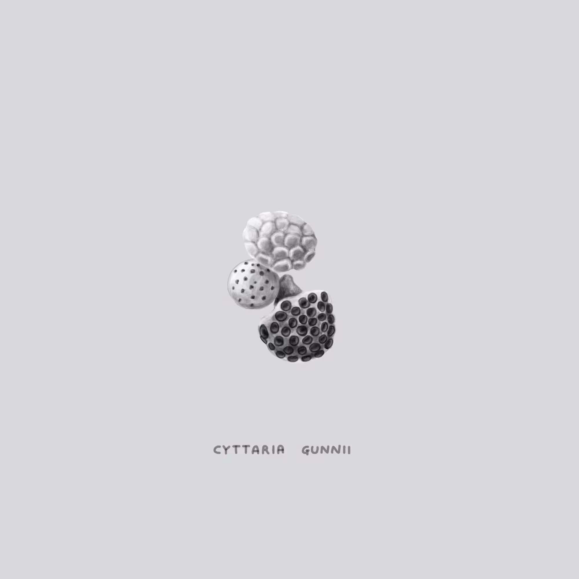#28 FLOAT - Cyttaria Gunnii