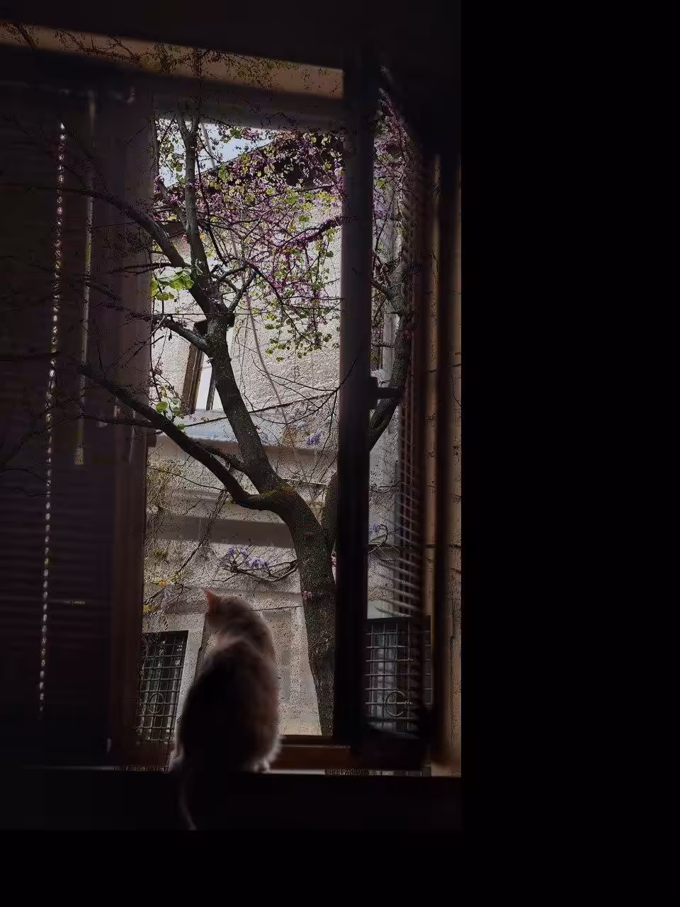Blurred Dreams: Cat's Windowsill