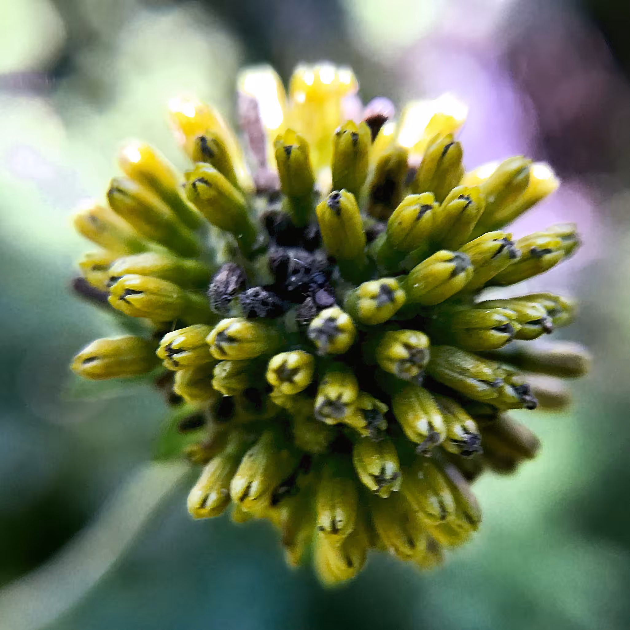A Closer Look at the Coneflower
