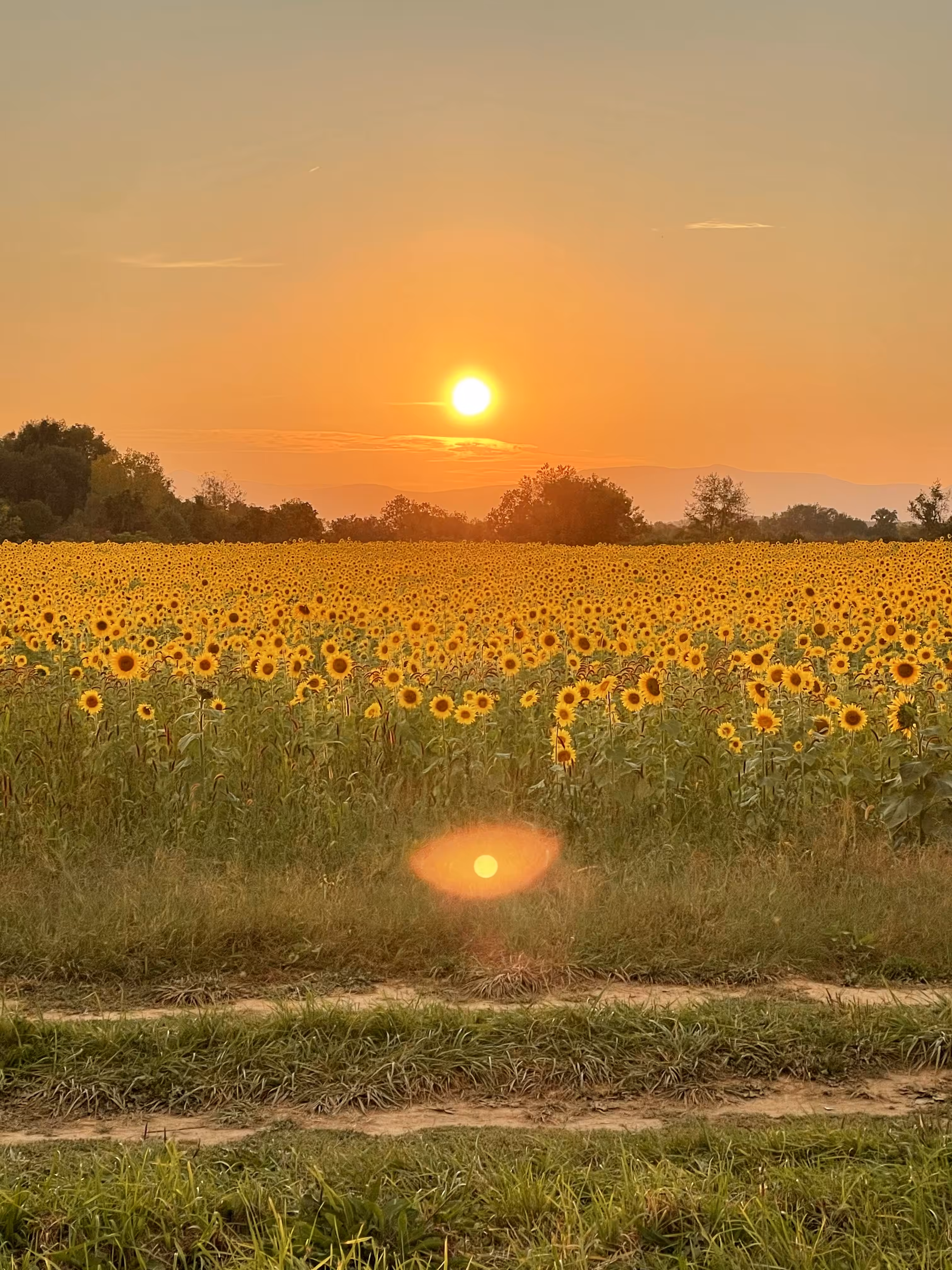 🌻🌅🌱