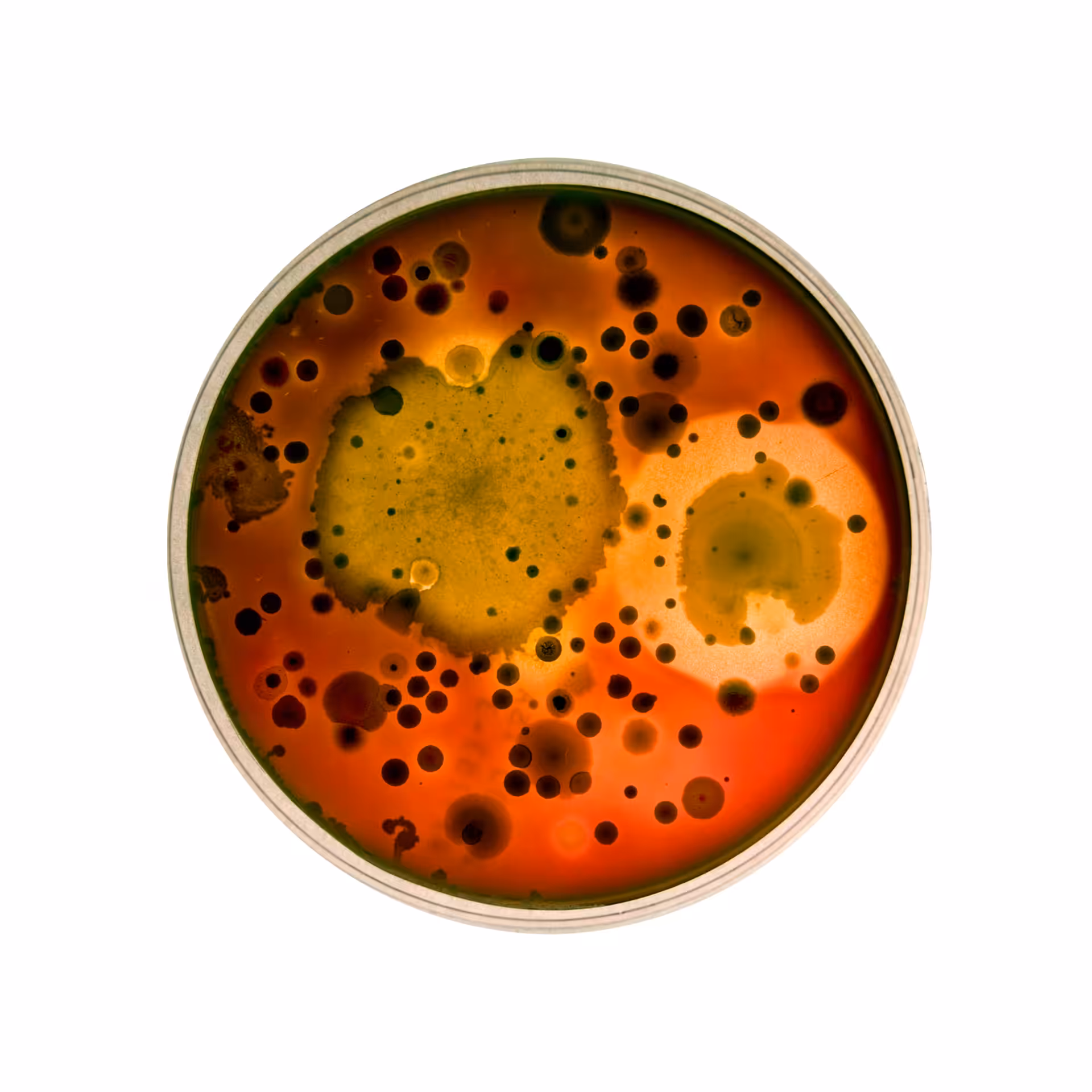 Microbial Apparatus No.4