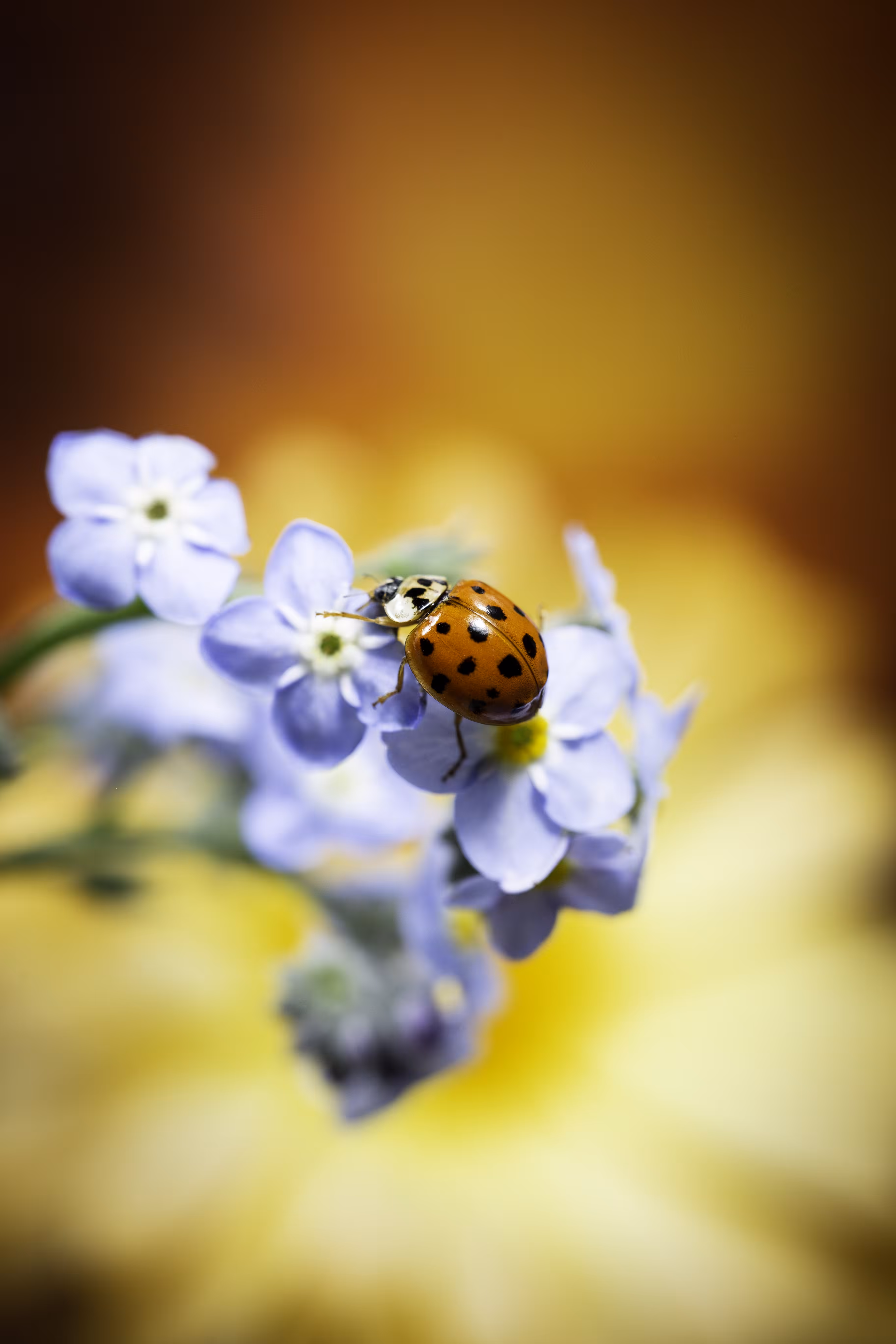 Spots
