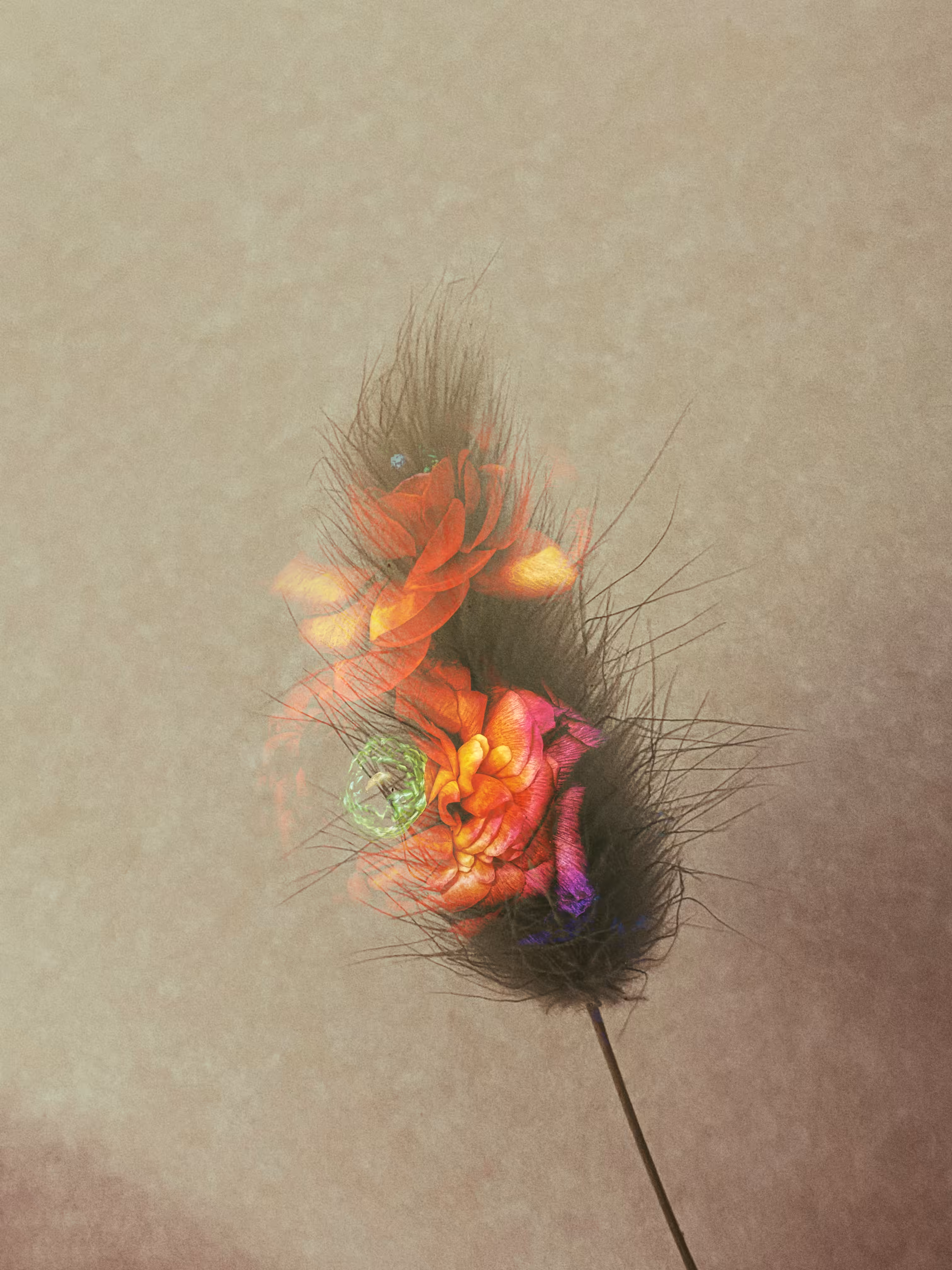 🖤Ghost of My Former Self: Orange Ranunculus 🧡