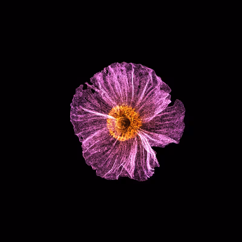 White Poppy 30 #171