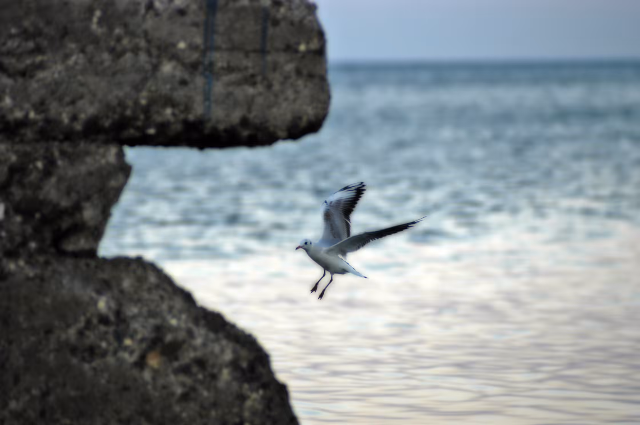 compendium: Vuelo entre sombras y mares