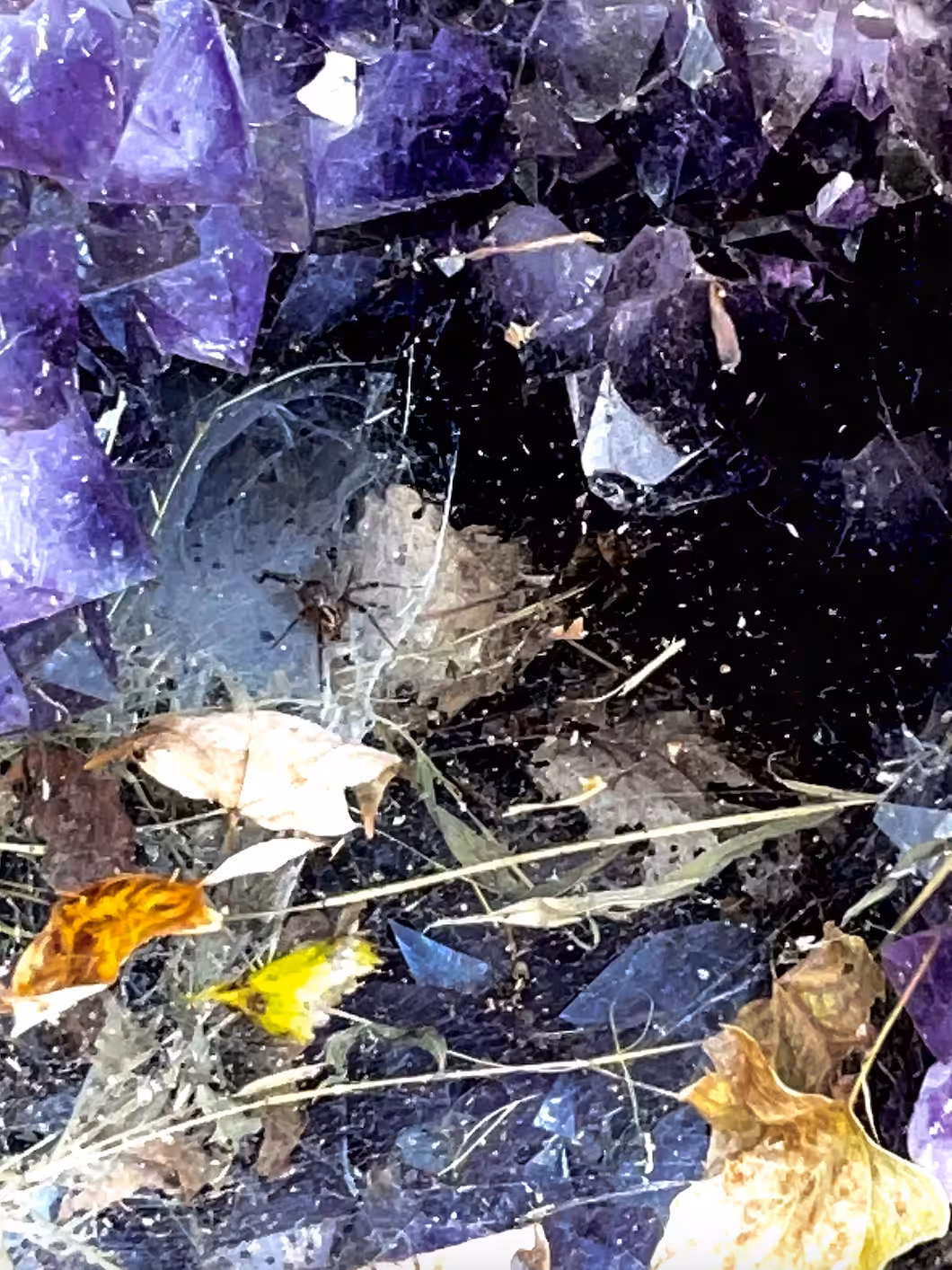 Mother Spider