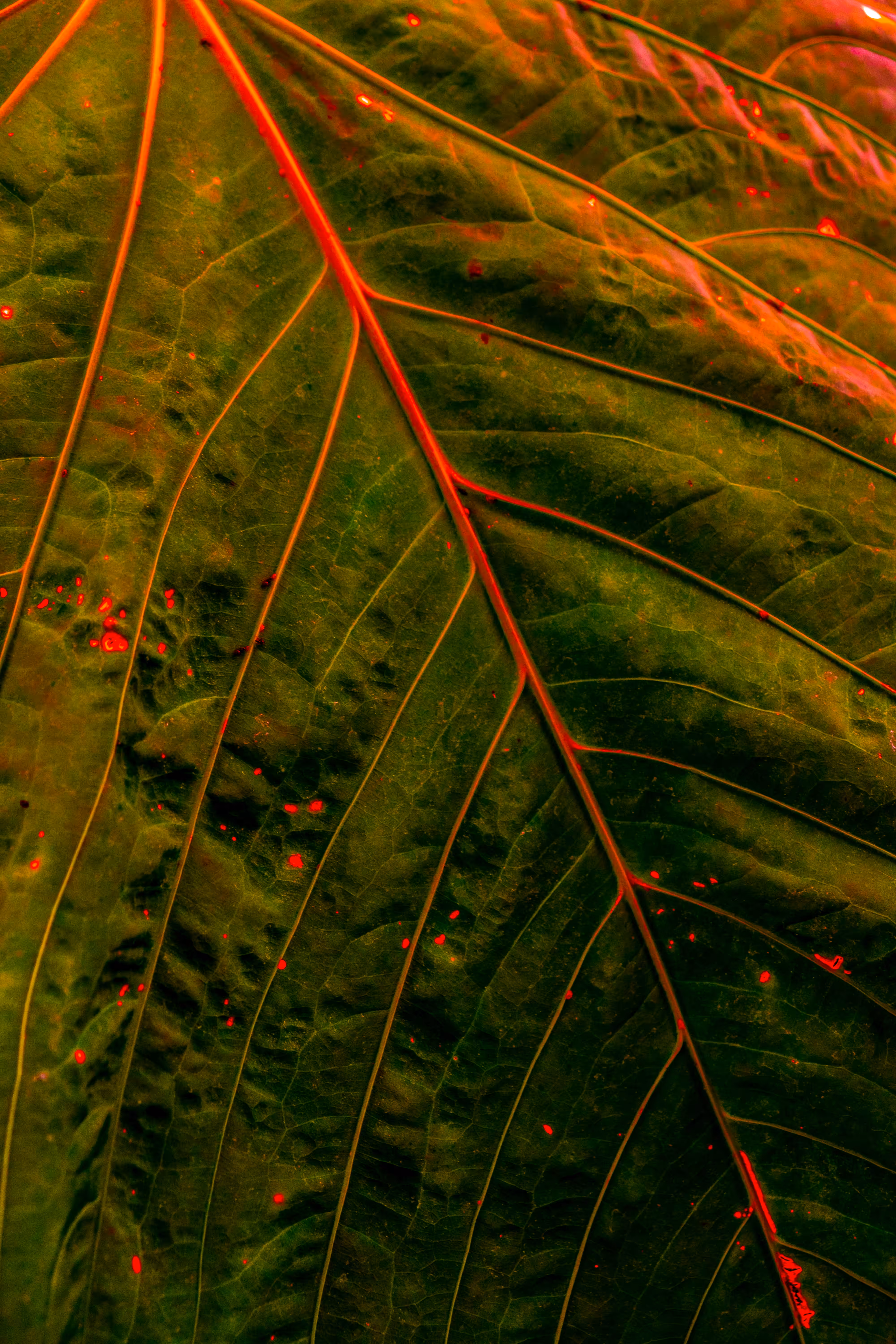 Greenhouse • 4