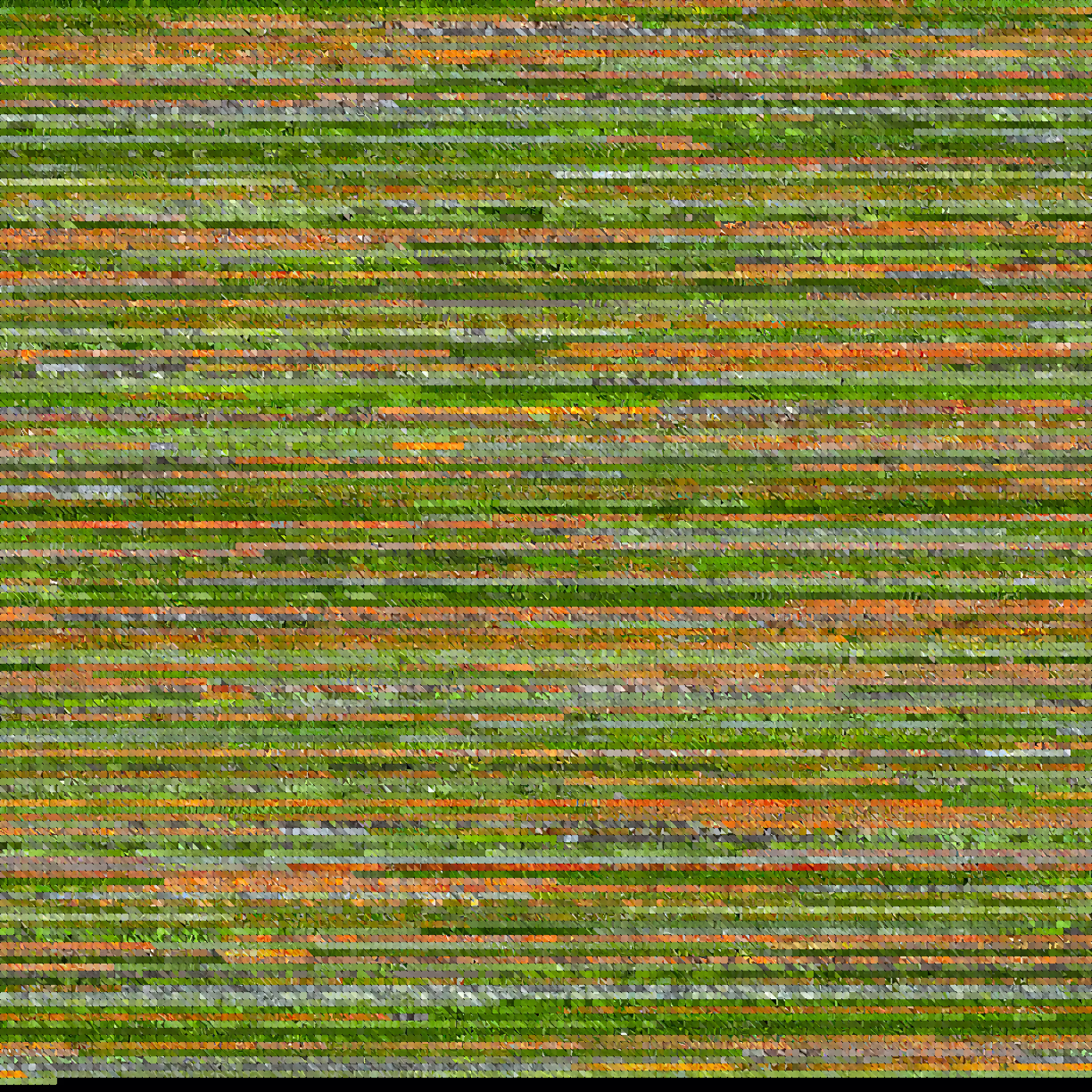 Tulips LiDAR texture