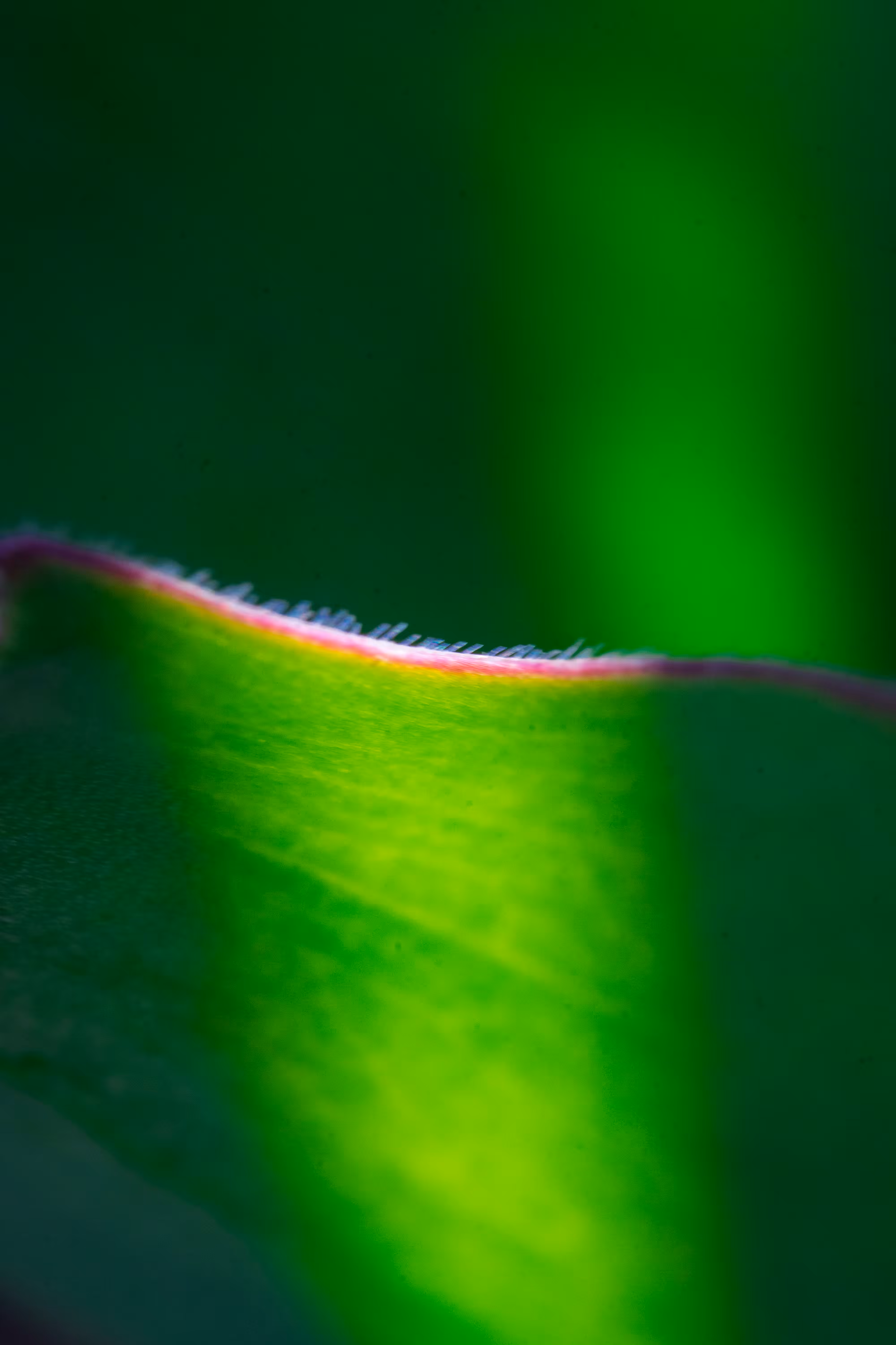 Beleaf In Me