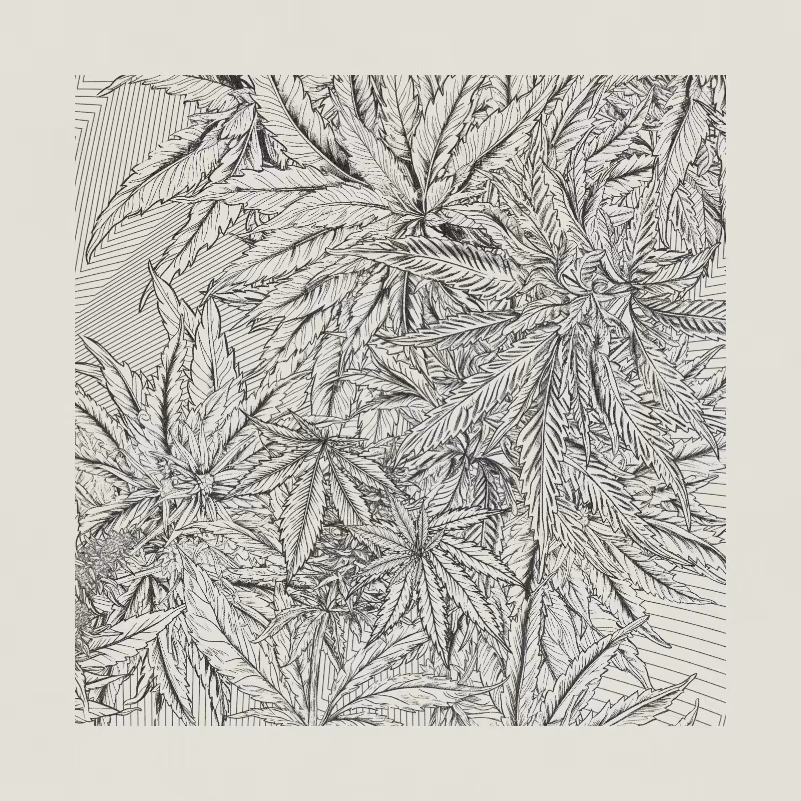 zancannabis #356