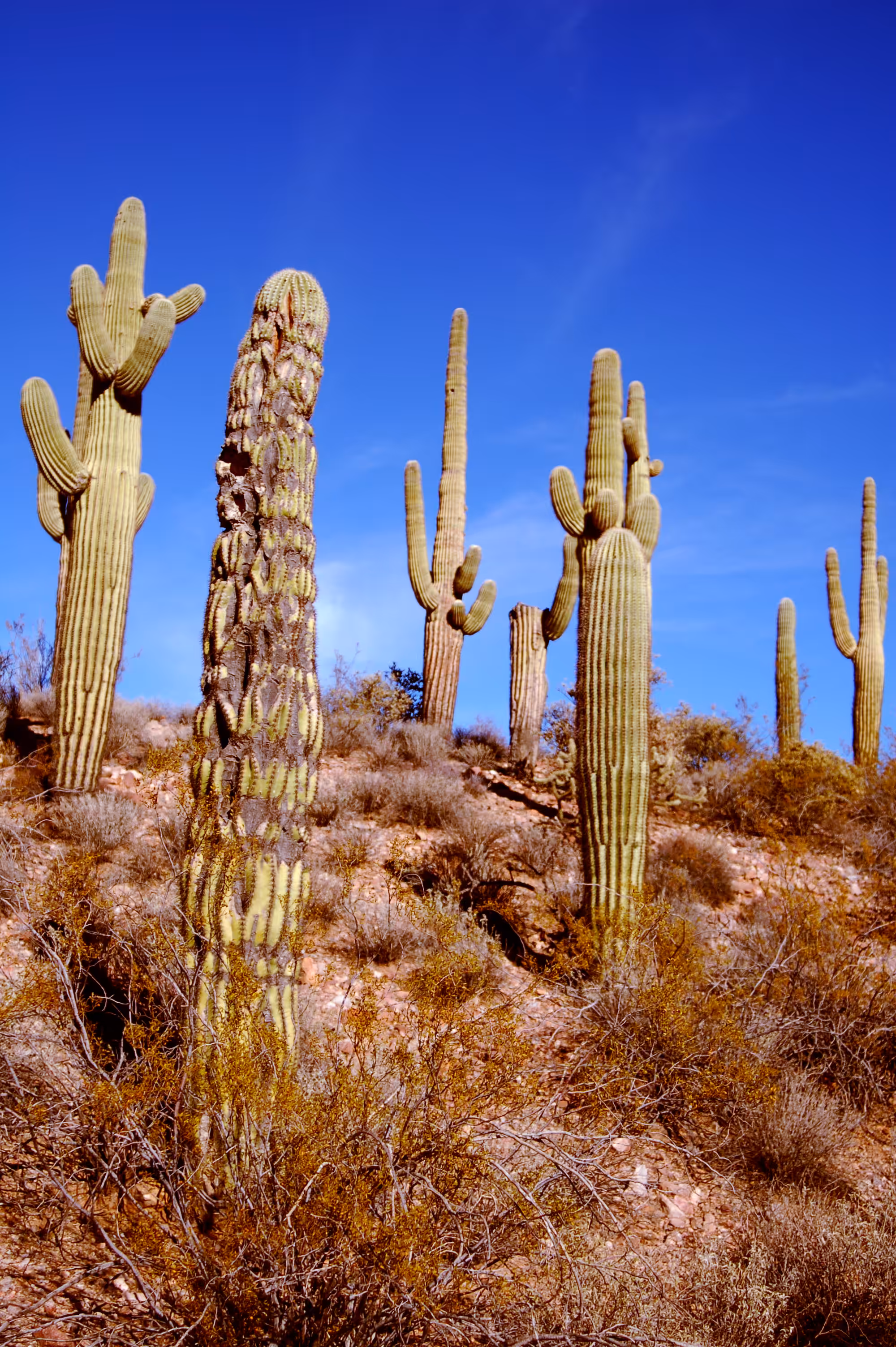 Cacti Portrait #9
