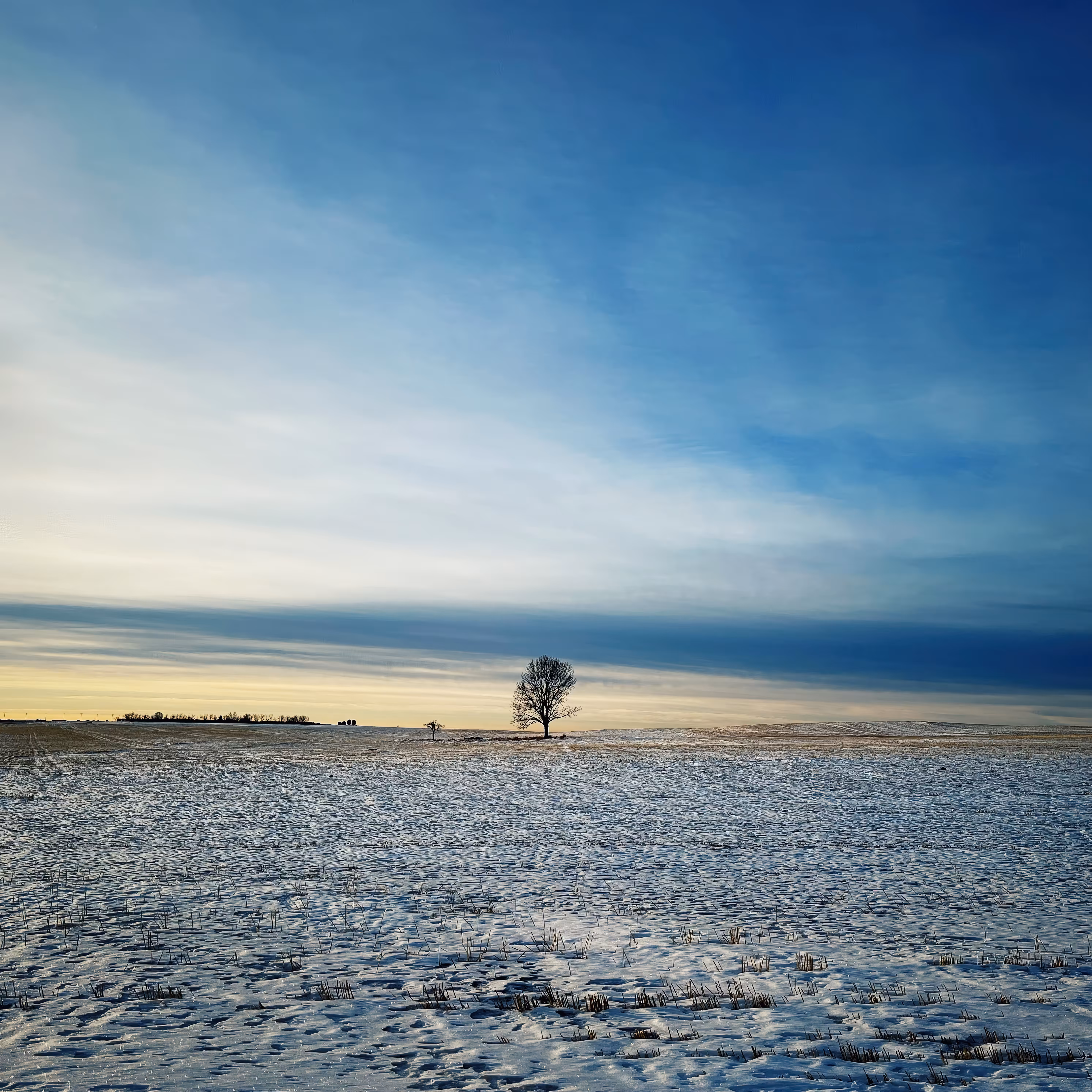 Lonely Field Tree 36