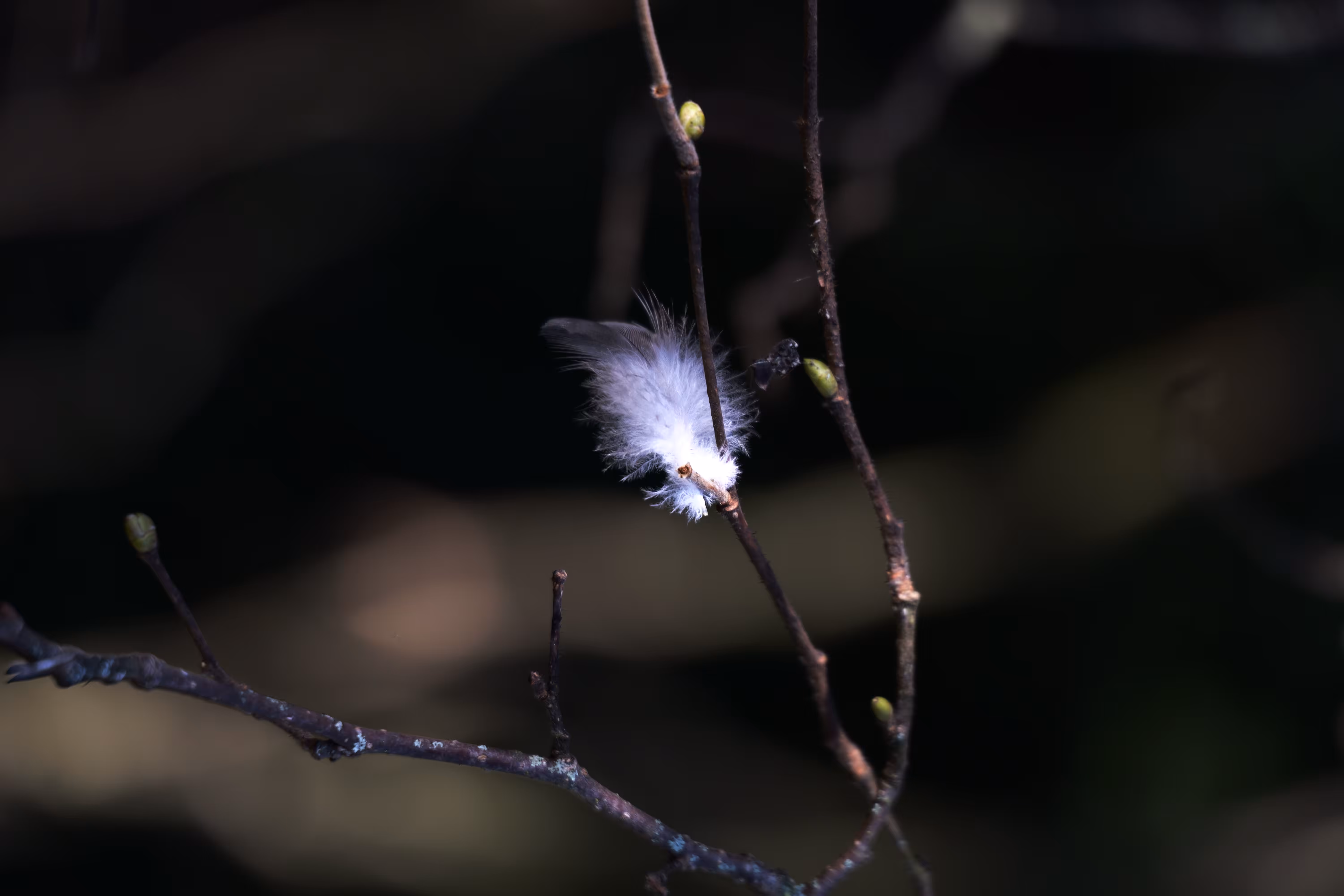 Feather The Story 