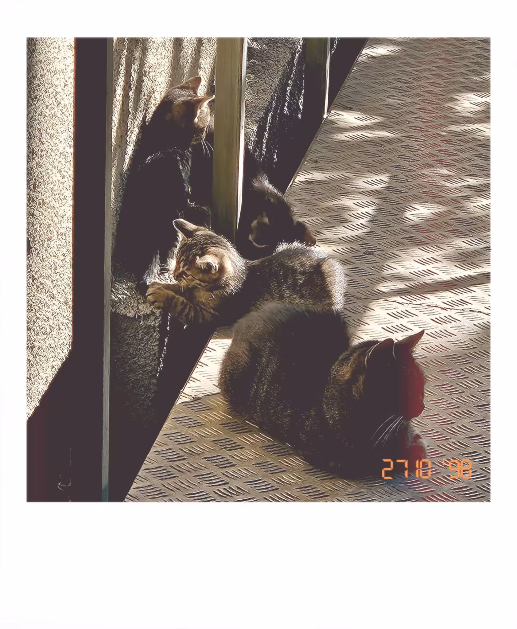 ANAF Cats