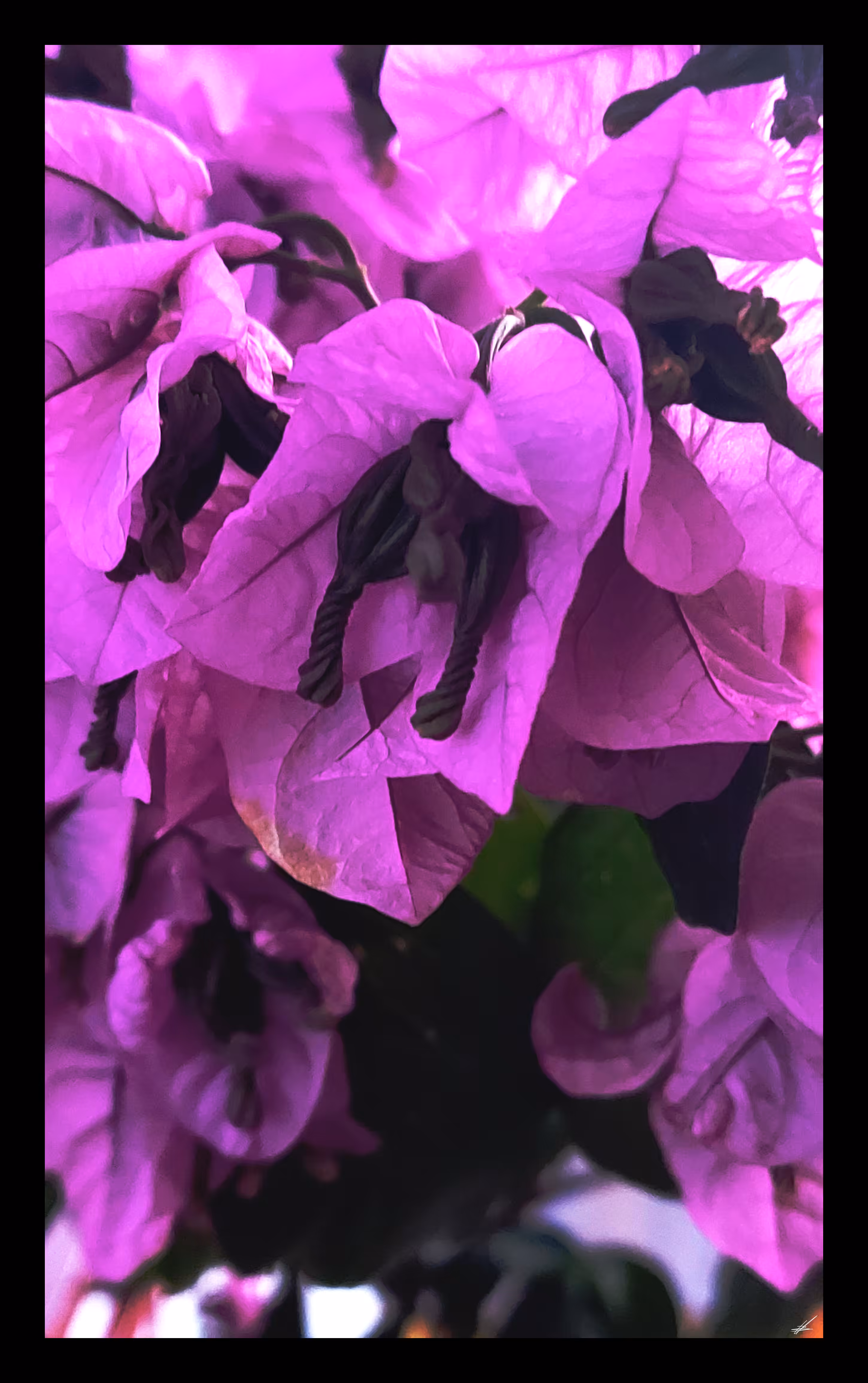 Sleeping bats  --- Bougainvillea Spectabilis III 