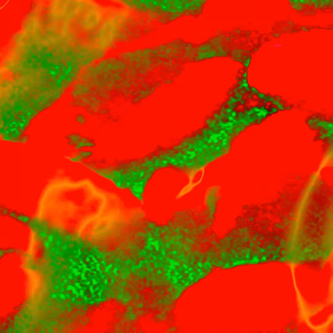 Bloodstream