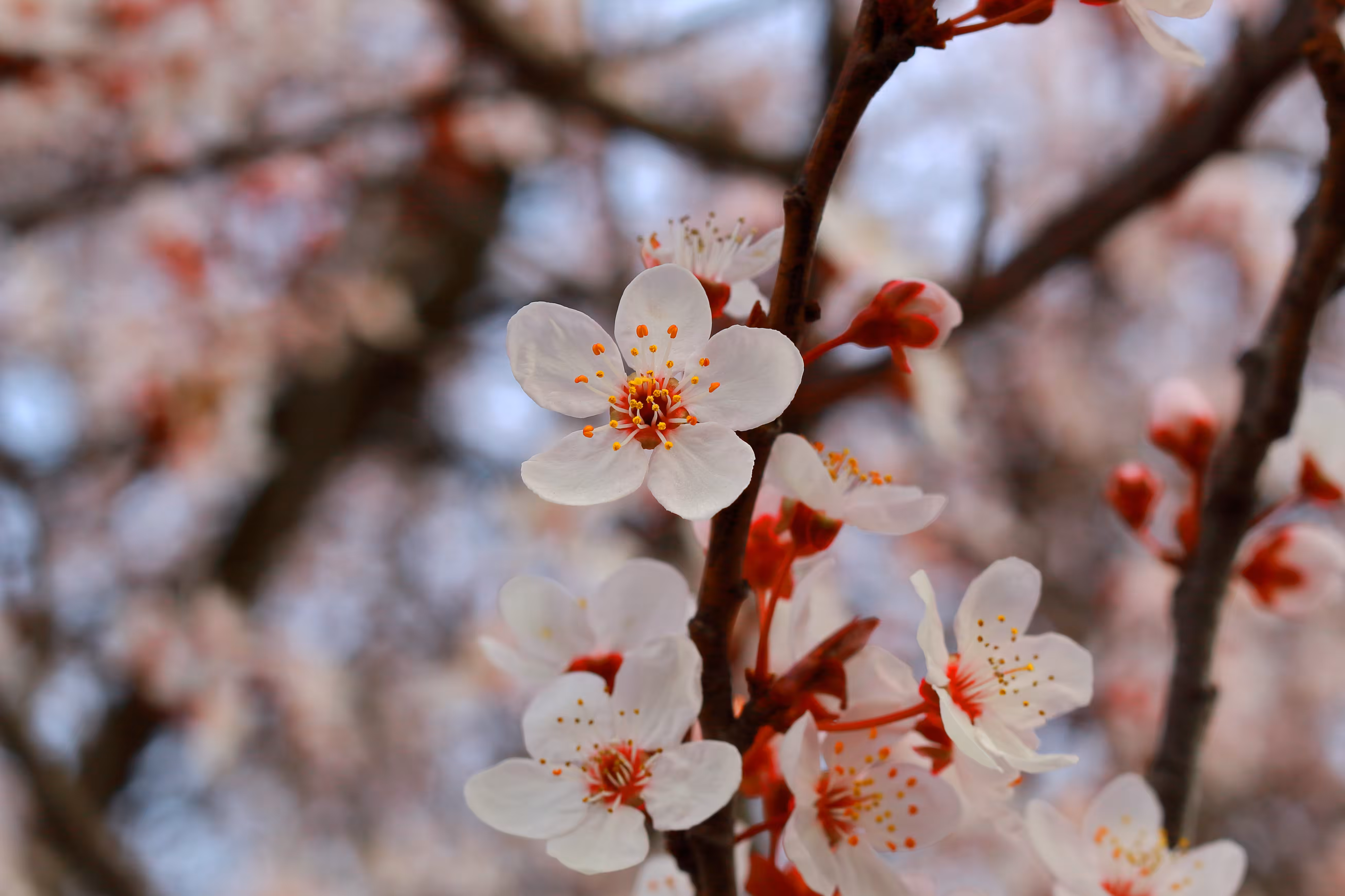 blossom